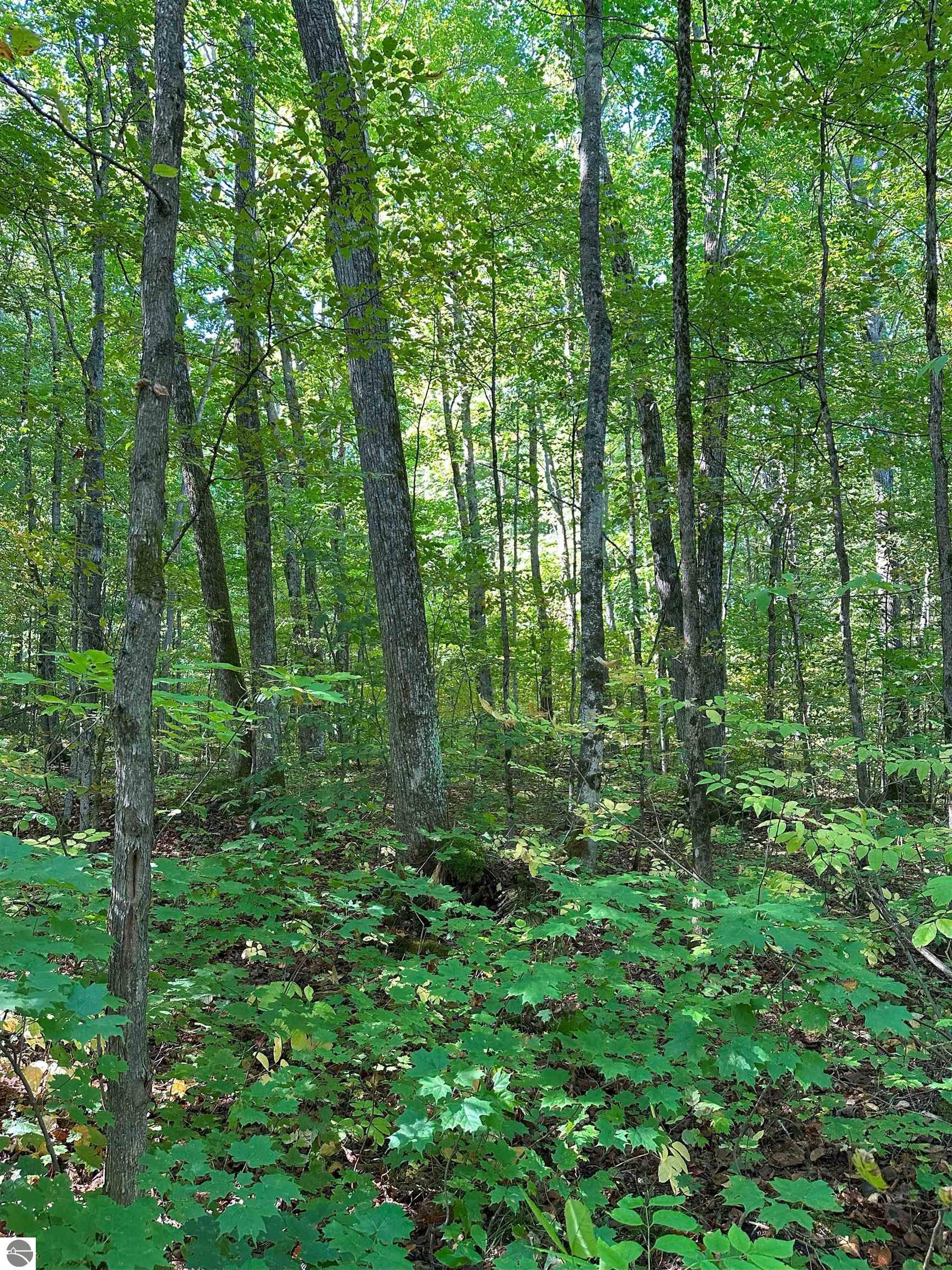 000 Musser Road