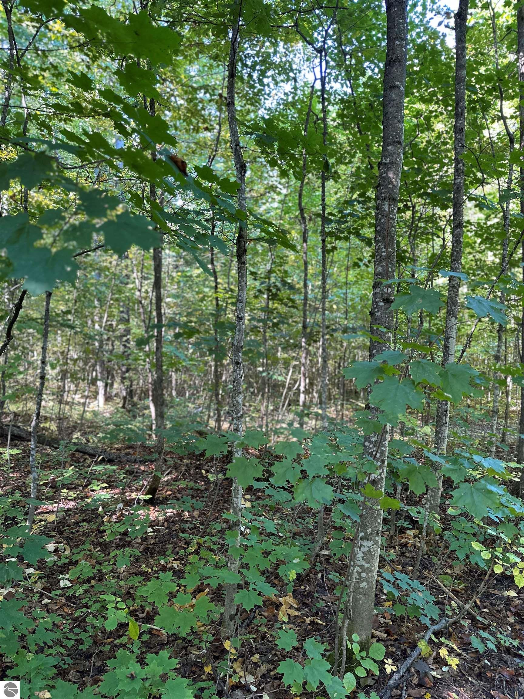 000 Musser Road