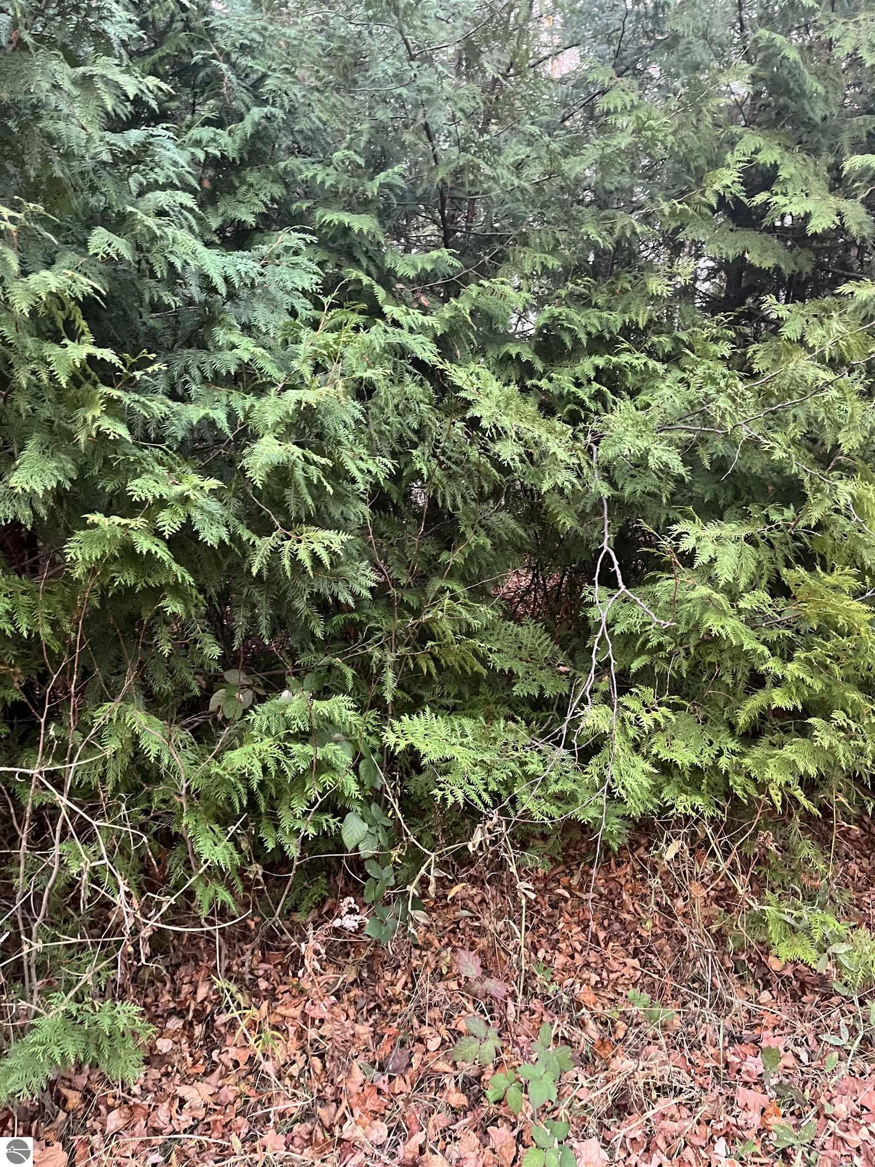 0 N Forest Beach Shores