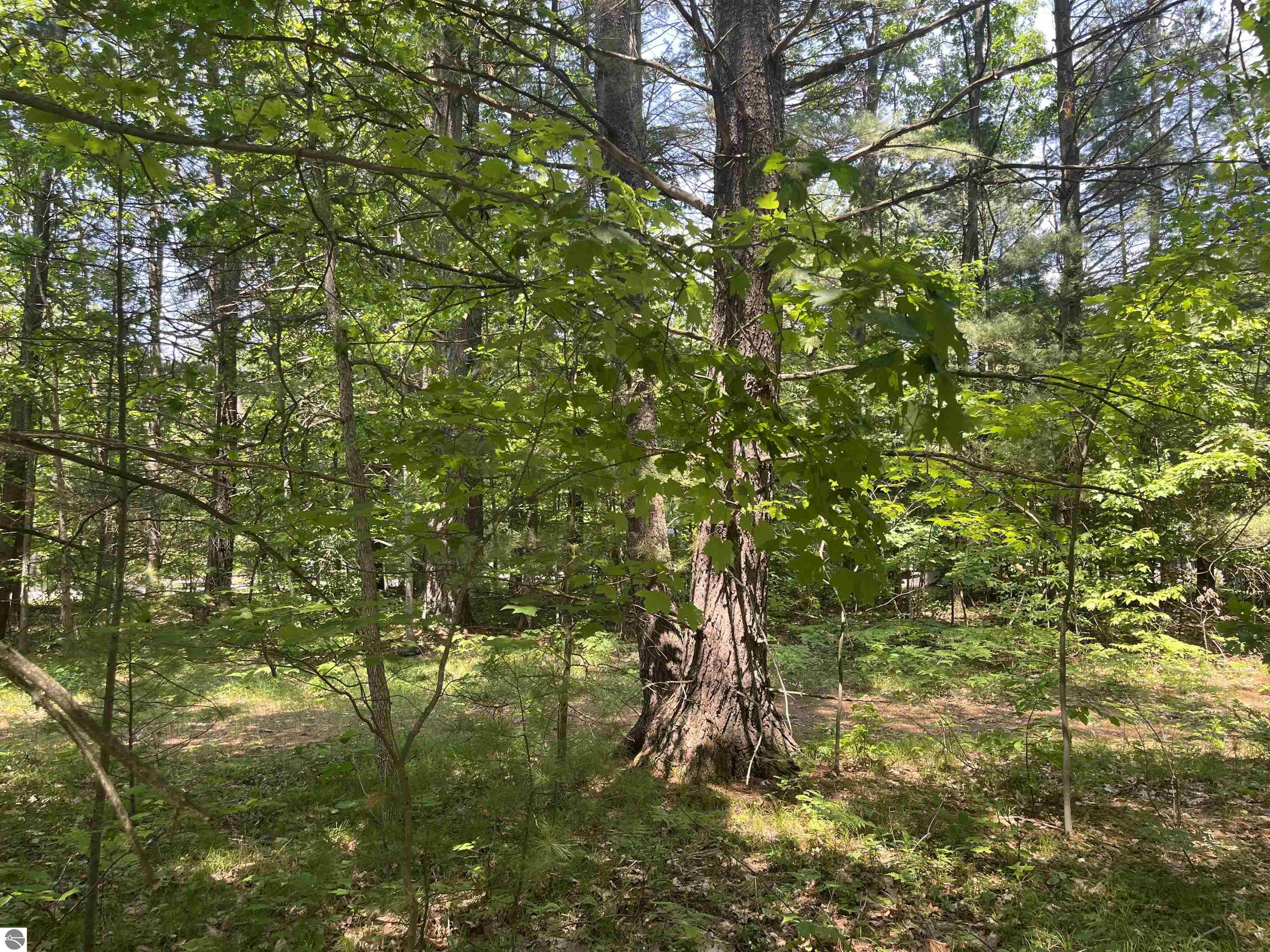 Cedar Hedge Tr