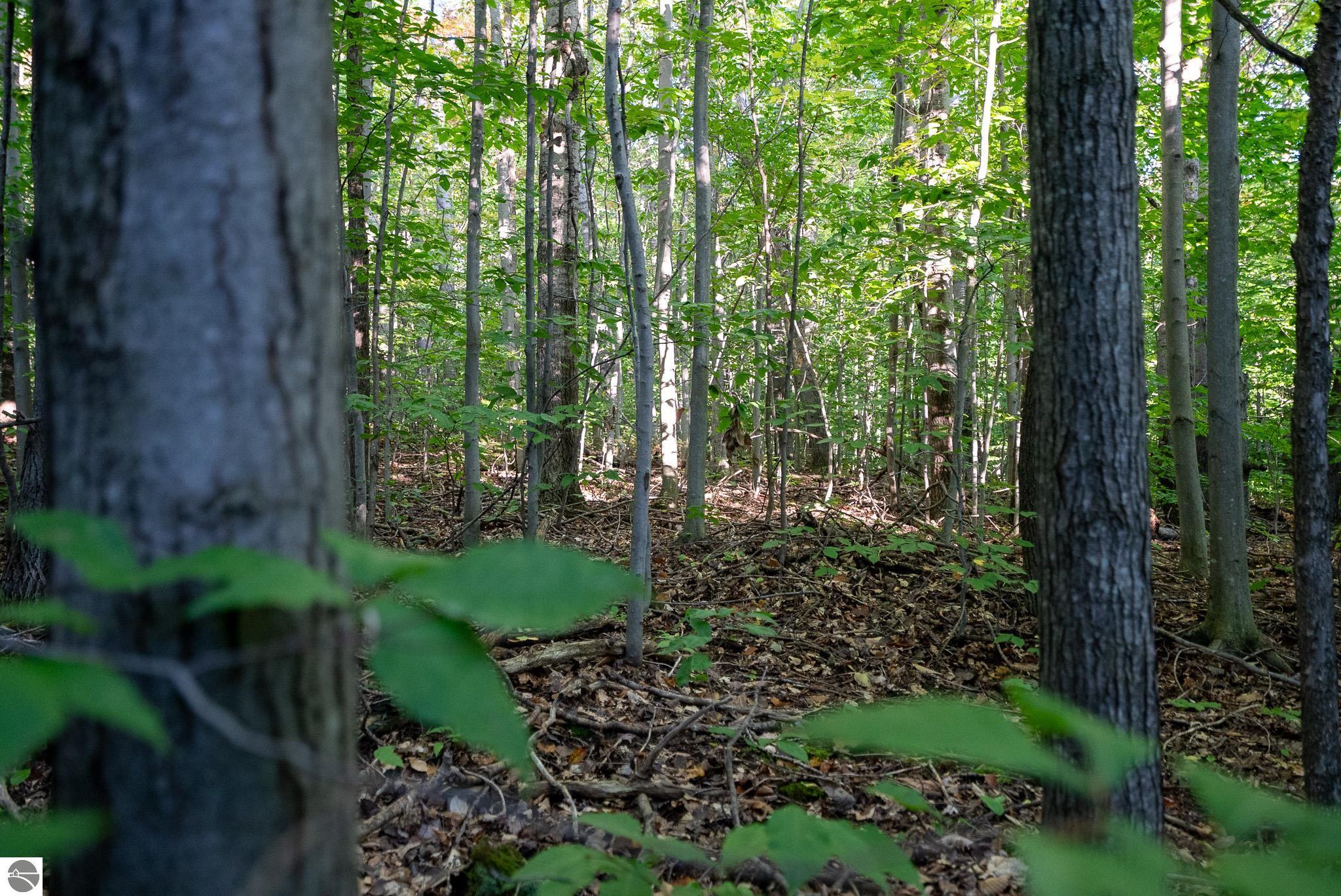 V/L Forestgrove Drive