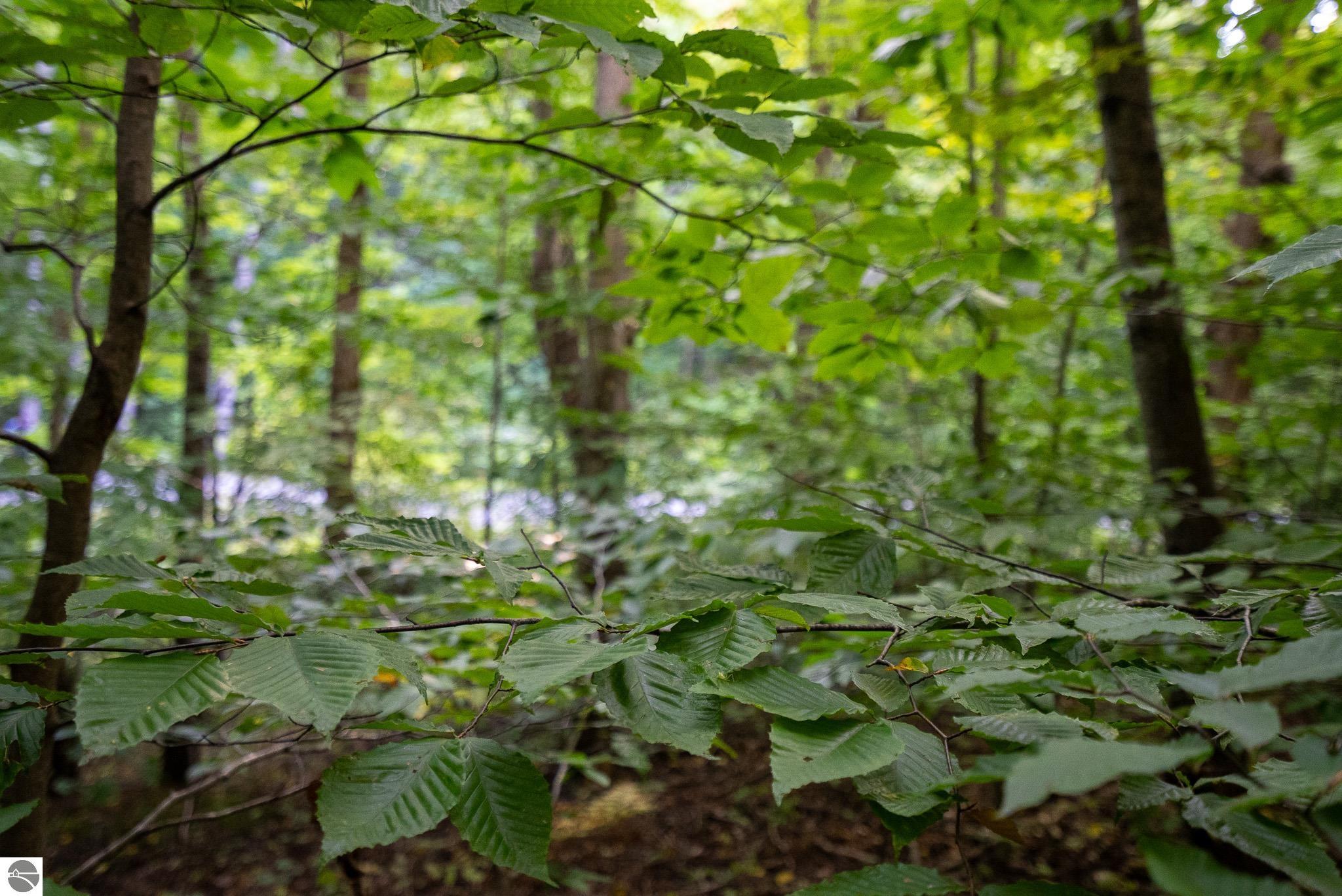 V/L Forestgrove Drive