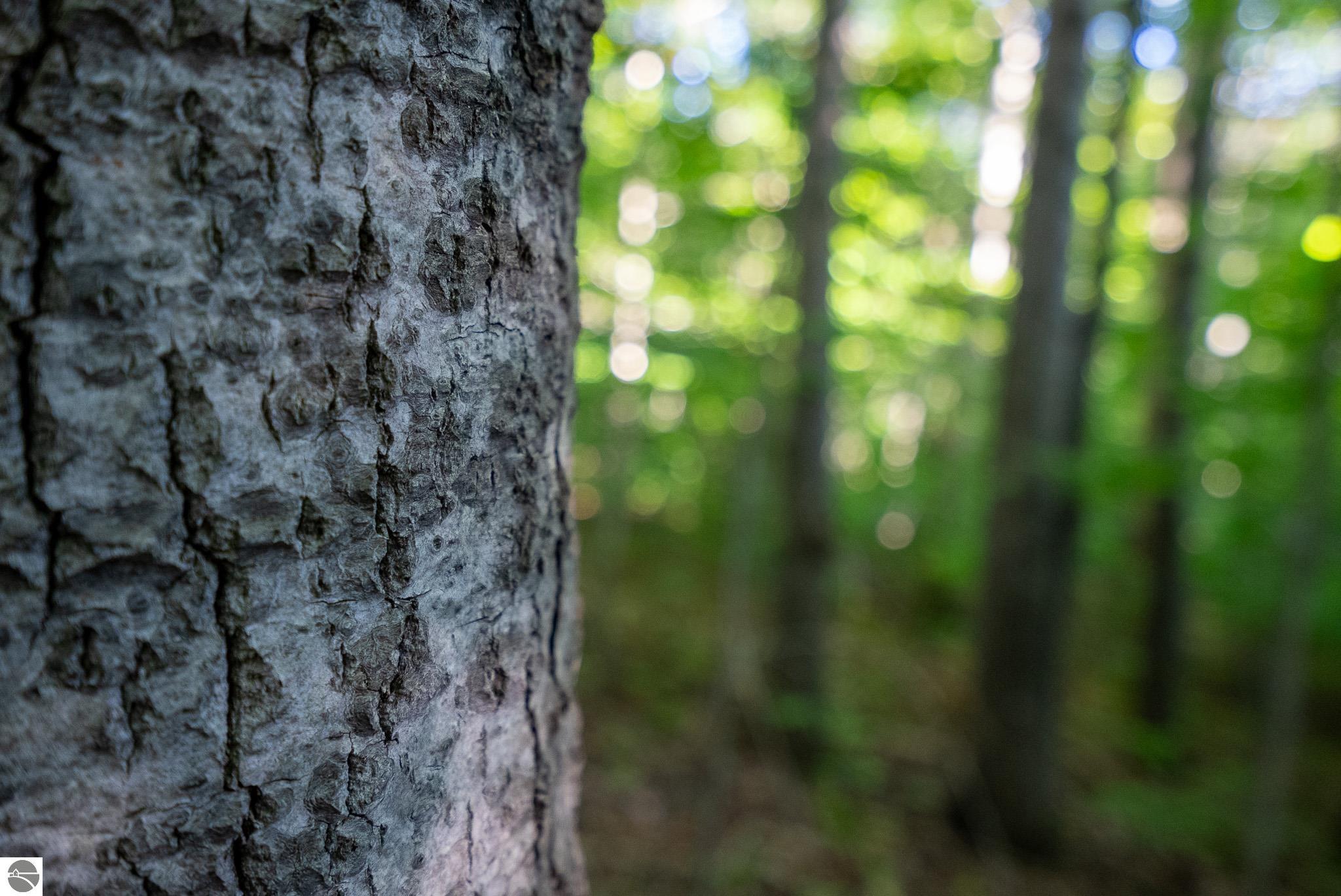 V/L Forestgrove Drive