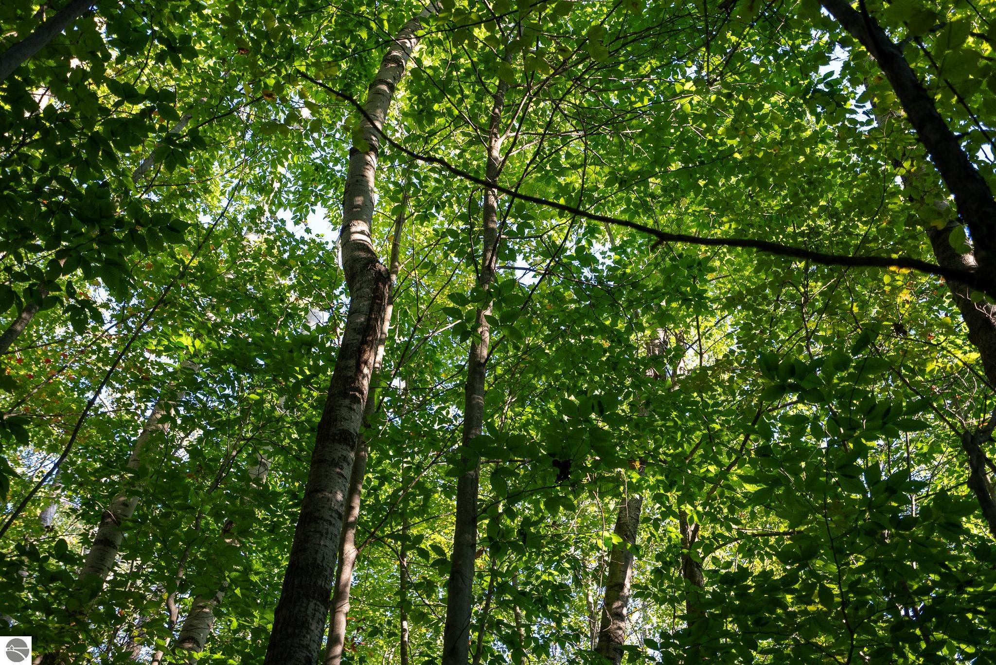 V/L Forestgrove Drive