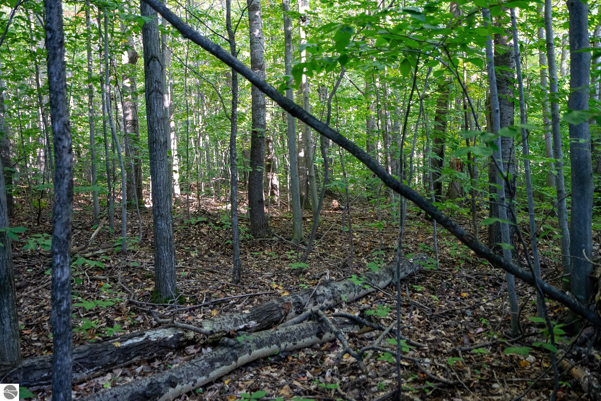 V/L Forestgrove Drive