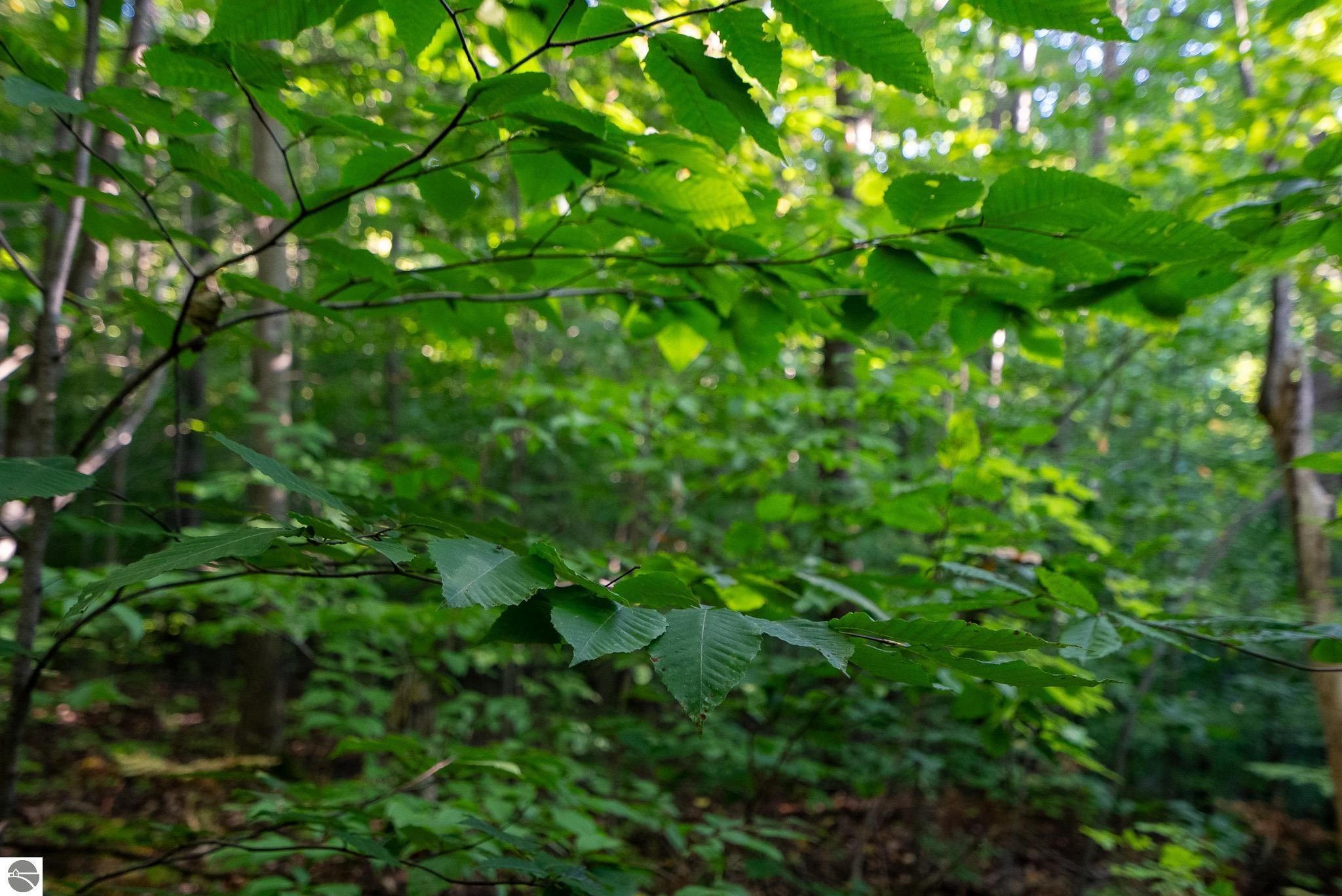 V/L Forestgrove Drive