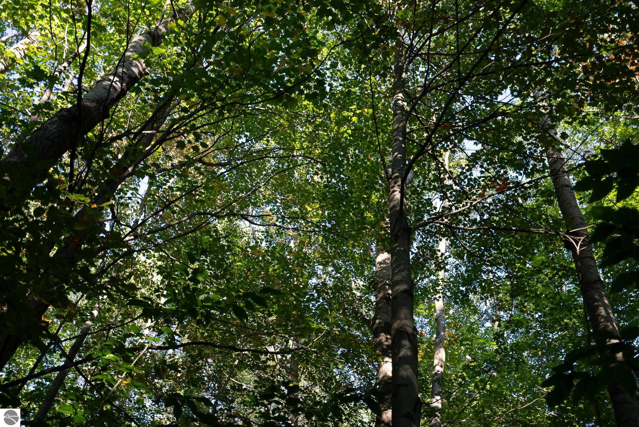 V/L Forestgrove Drive