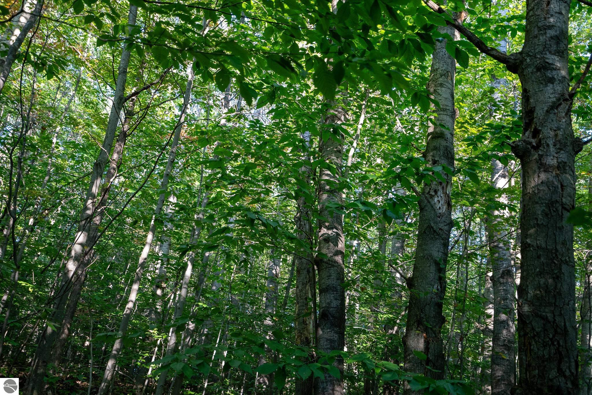 V/L Forestgrove Drive