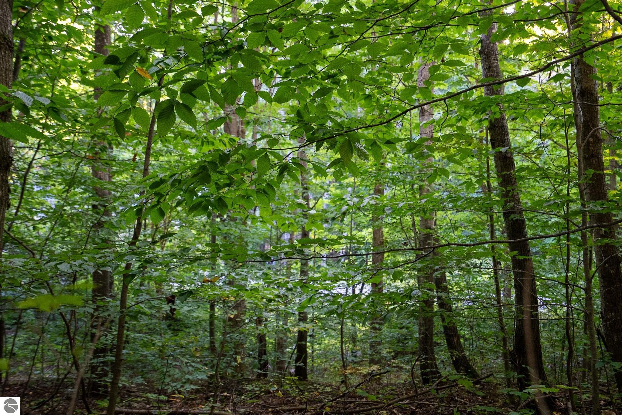 V/L Forestgrove Drive