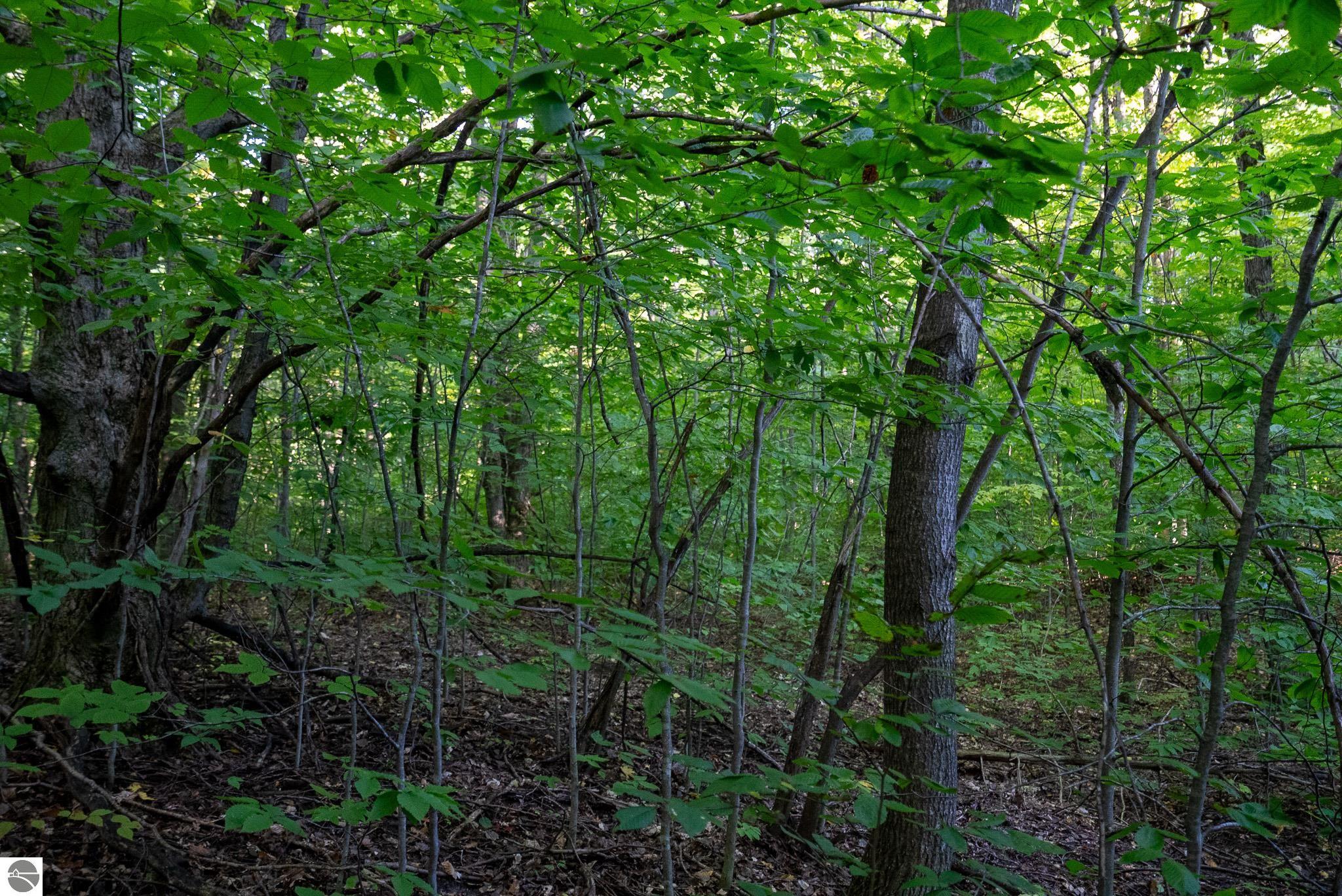 V/L Forestgrove Drive