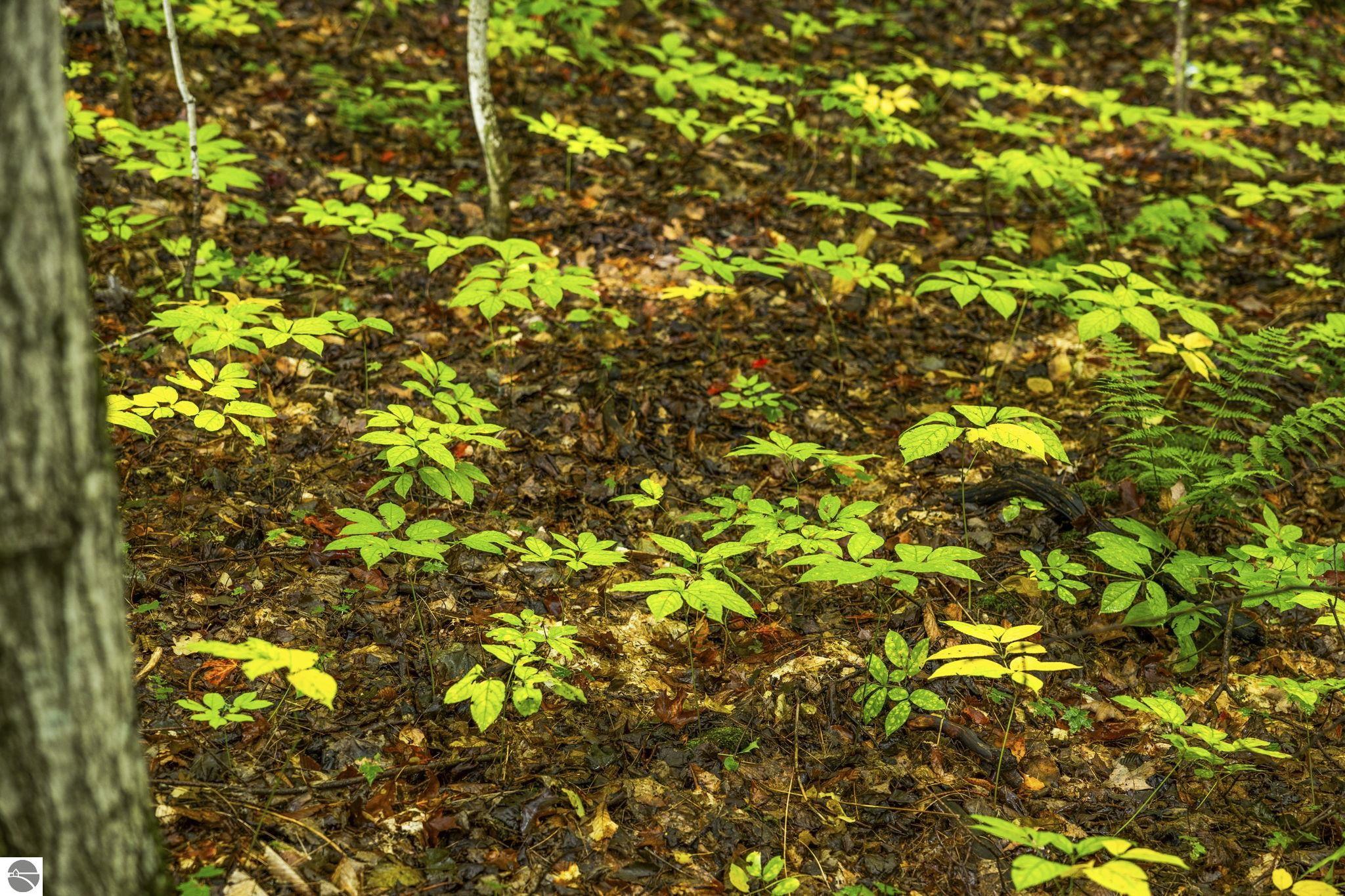 0 S Golden Valley Drive