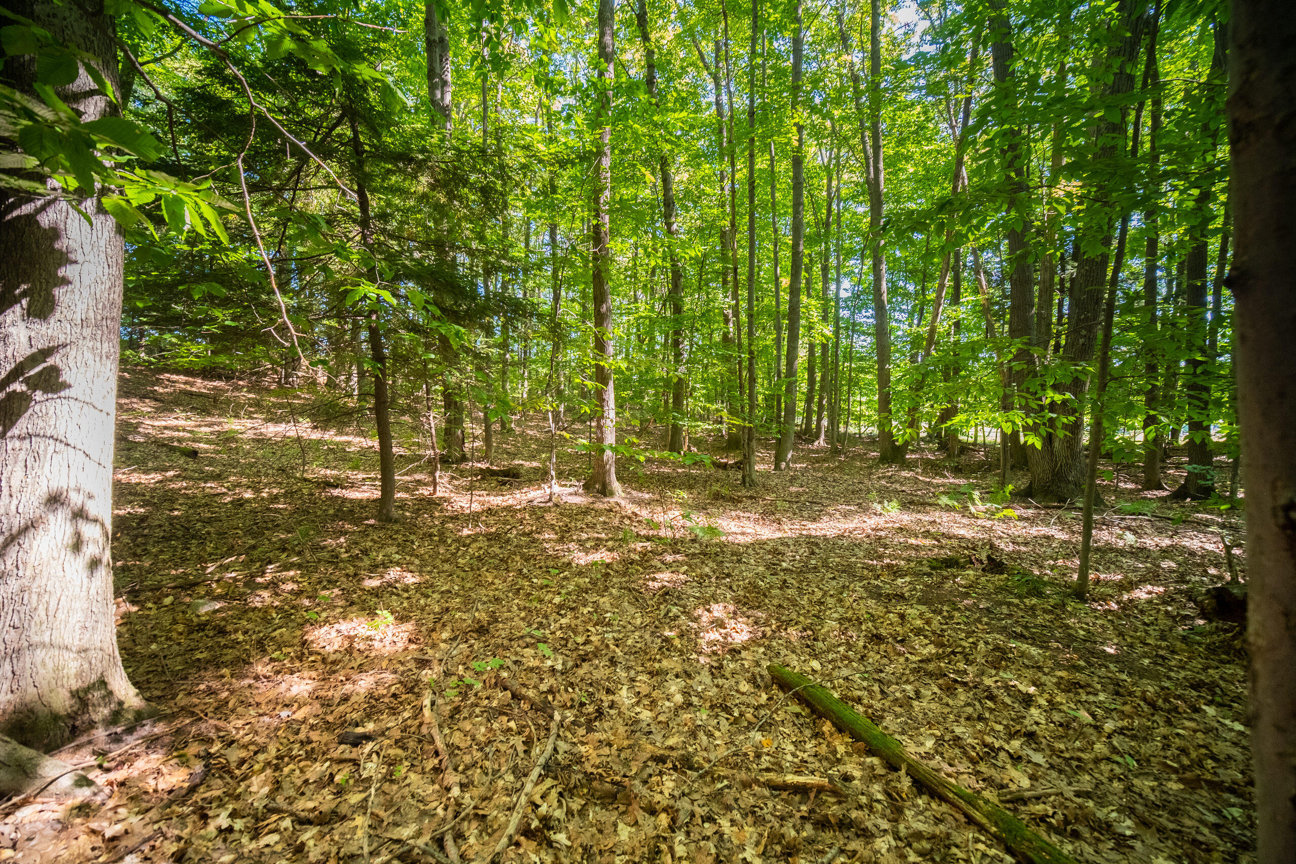 Emerald Ridge, 1