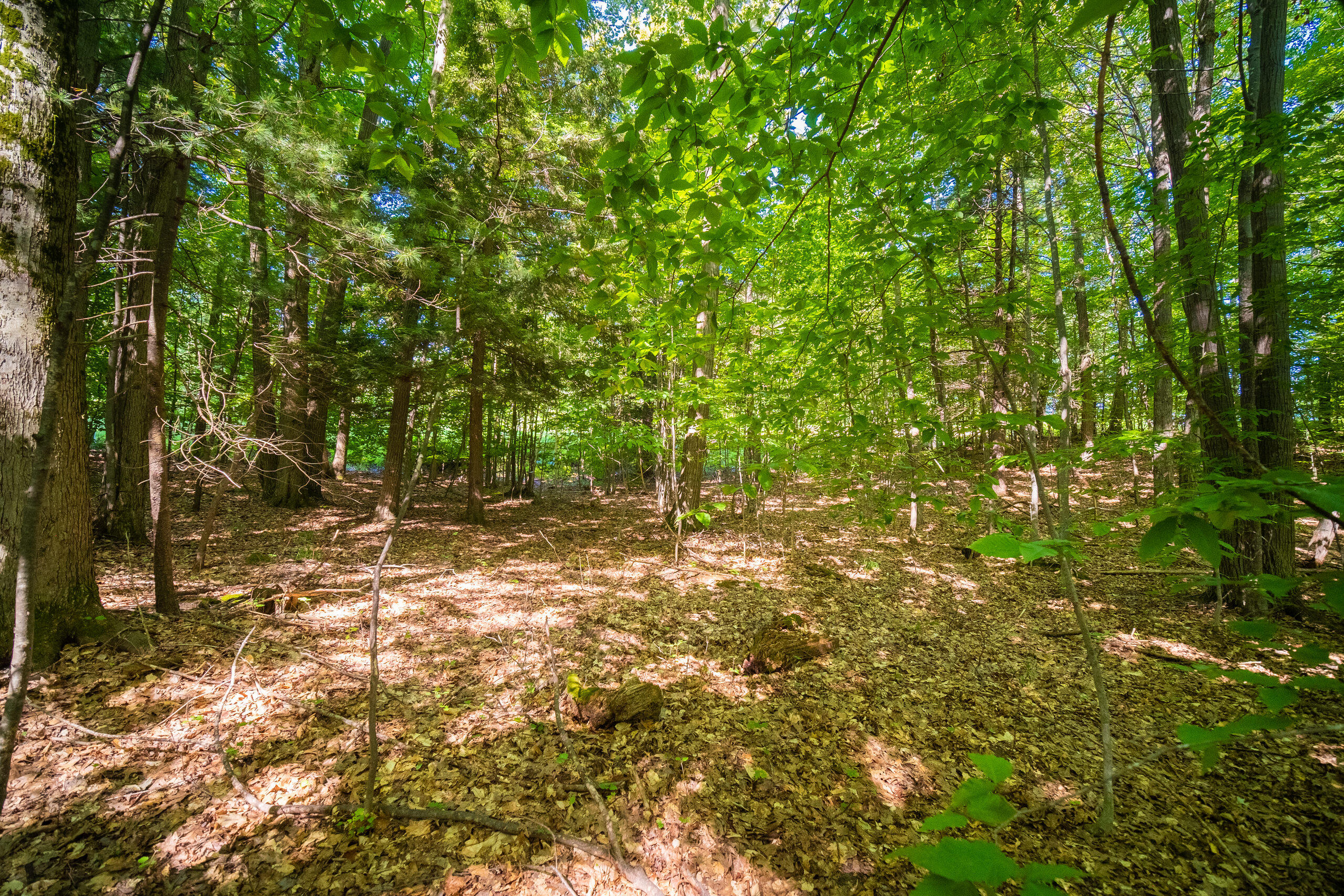 Emerald Ridge, 1