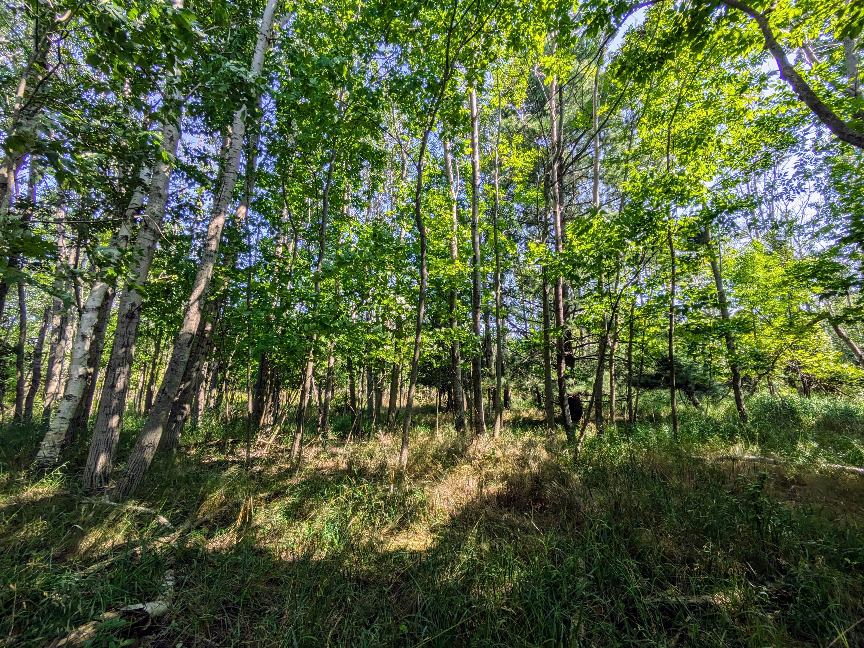 Lakeshore/Snape Road
