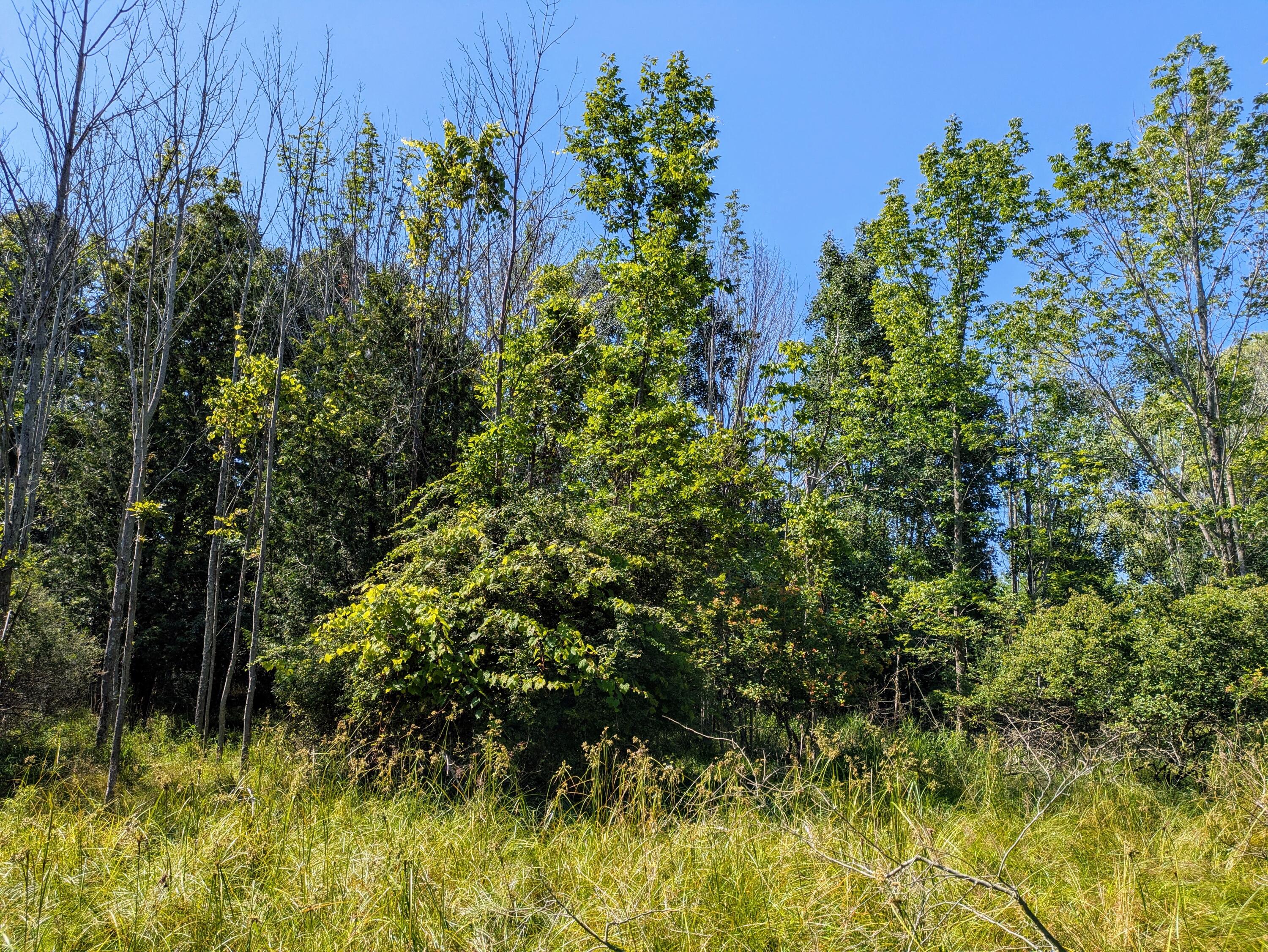 Lakeshore/Snape Road