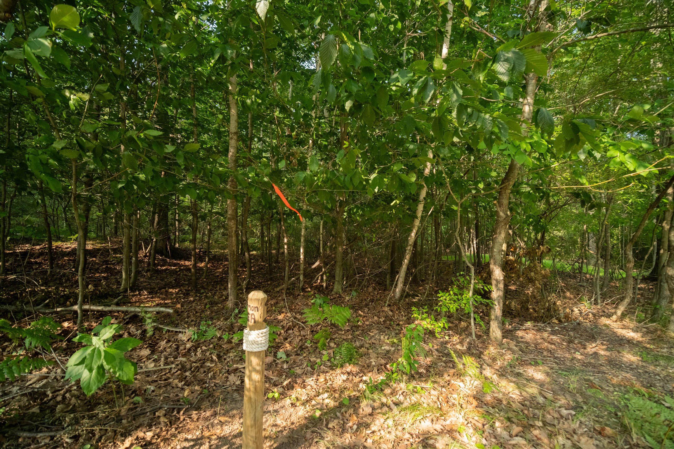 Emerald Ridge Trail, 3