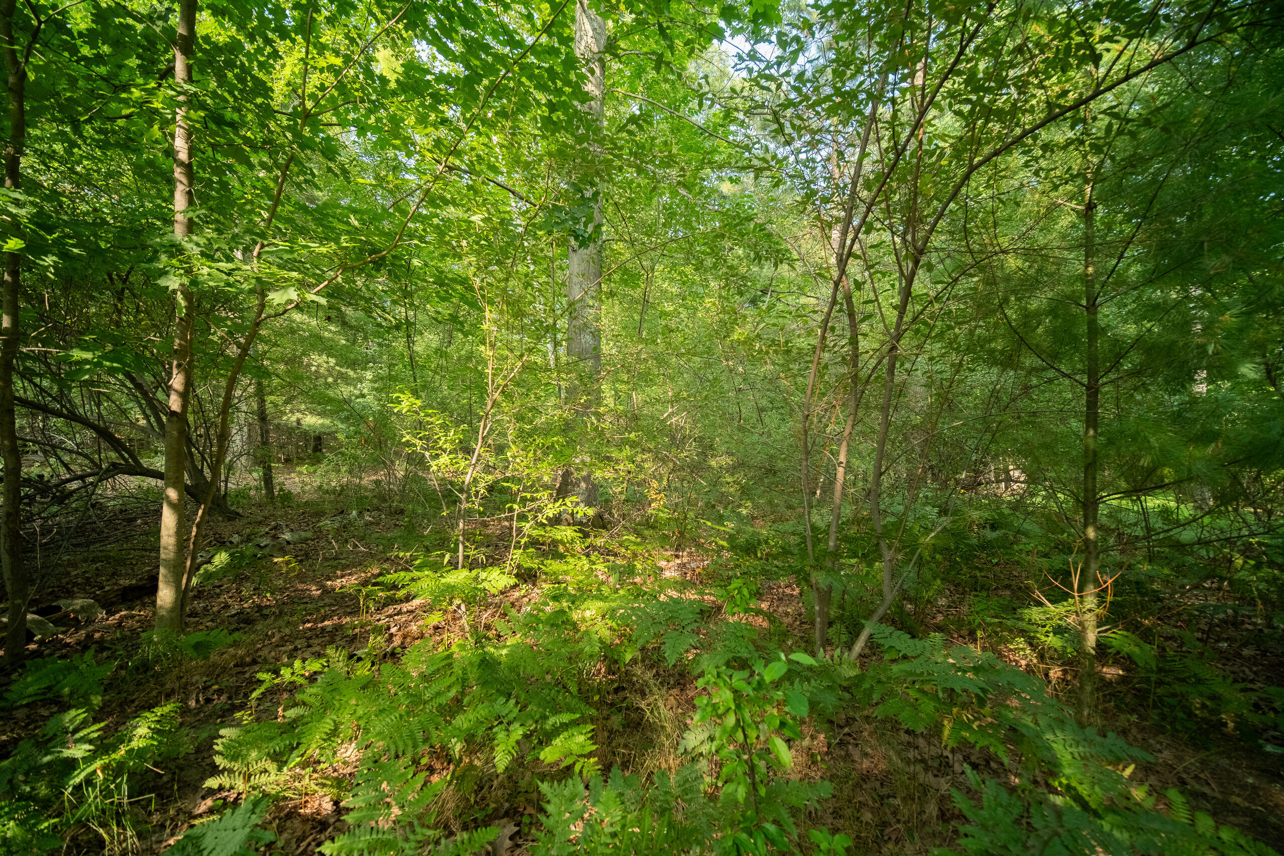 Emerald Ridge Trail, 3