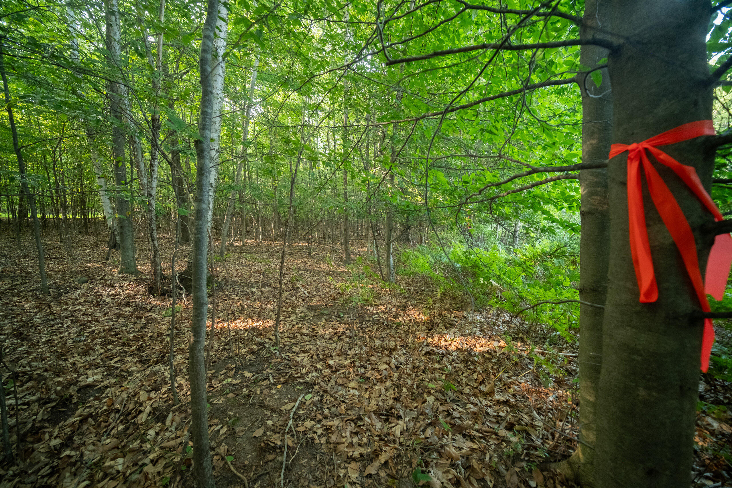 Emerald Ridge Trail, 4 & 5