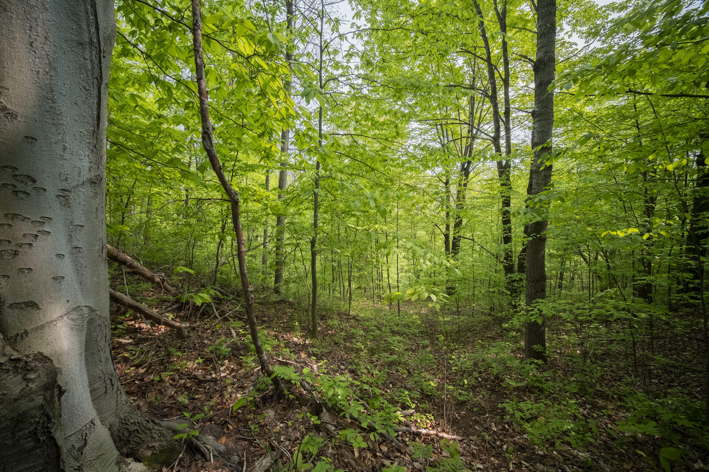 (5.70 Acres) Carter Creek Road