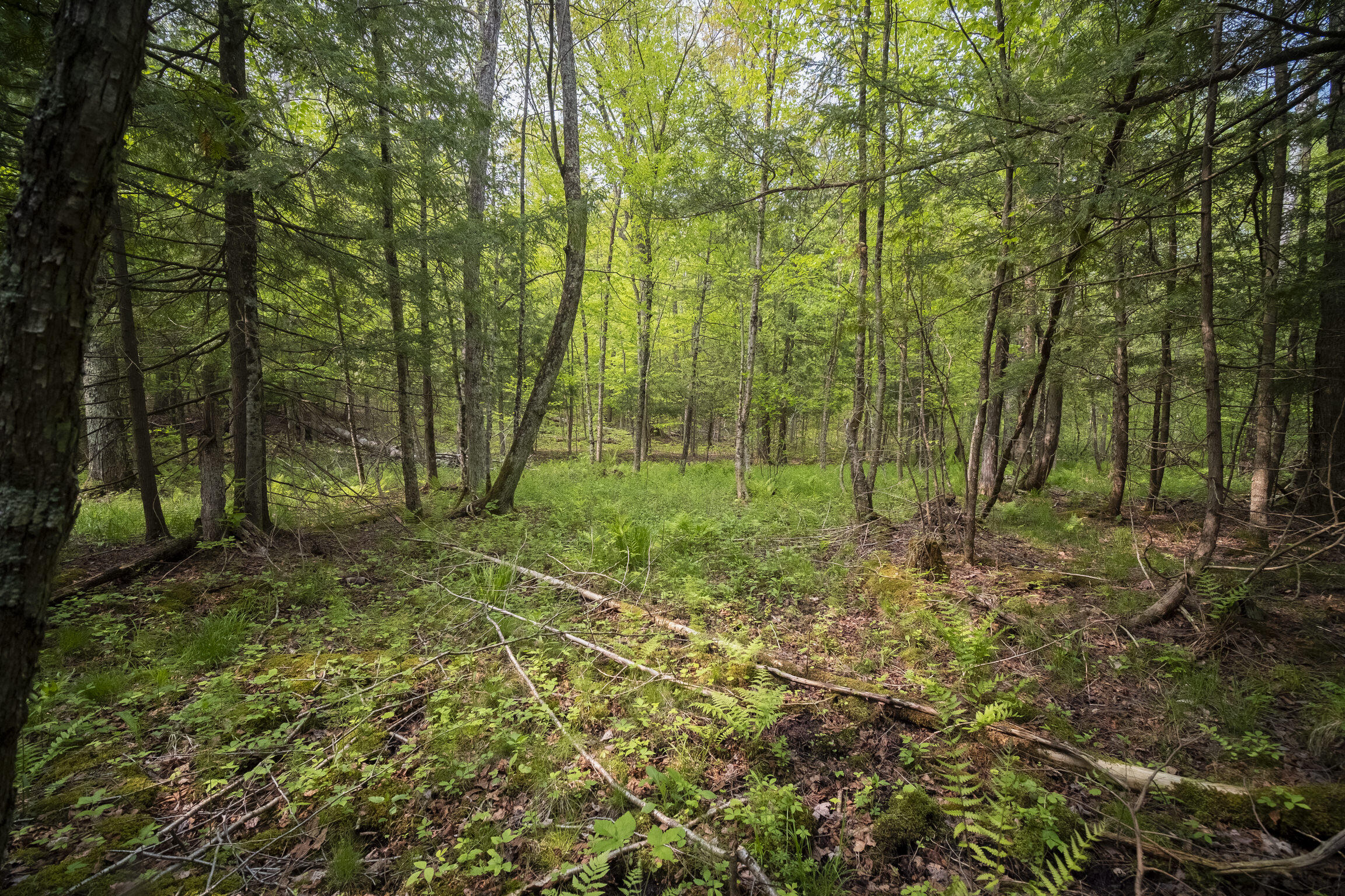 (5.70 Acres) Carter Creek Road