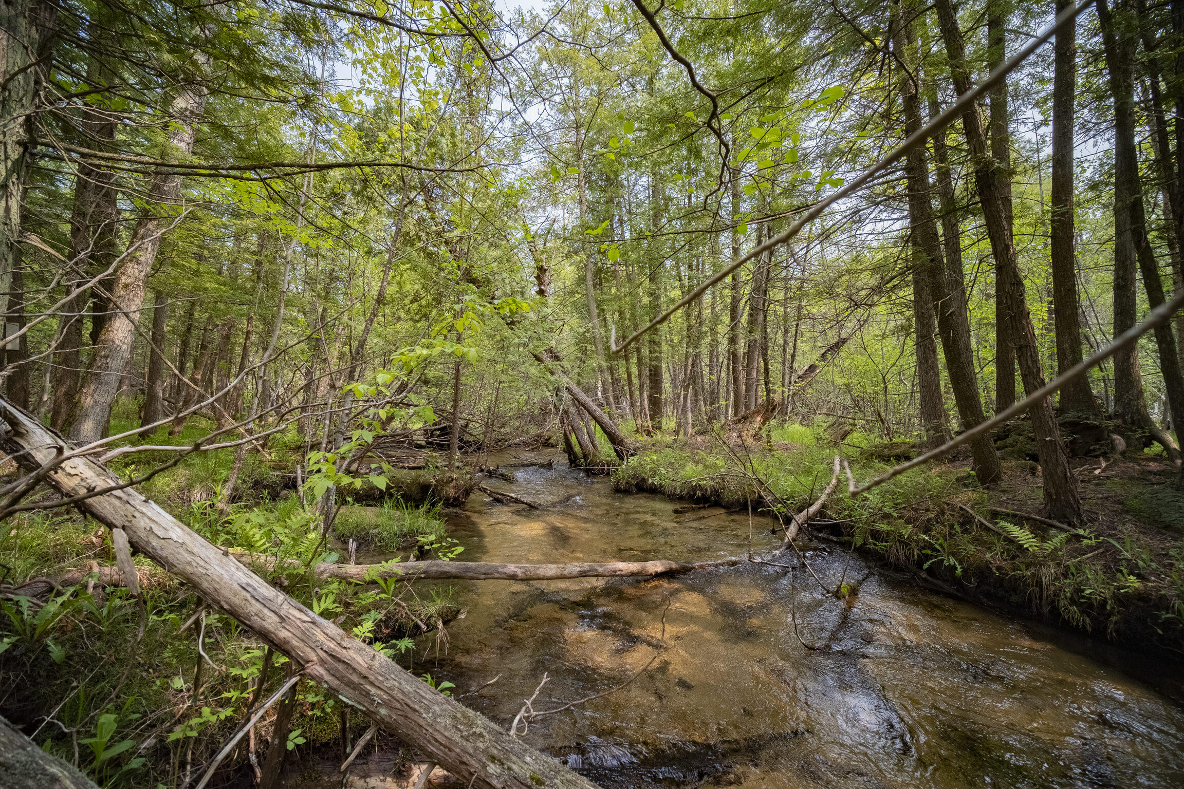 (5.70 Acres) Carter Creek Road