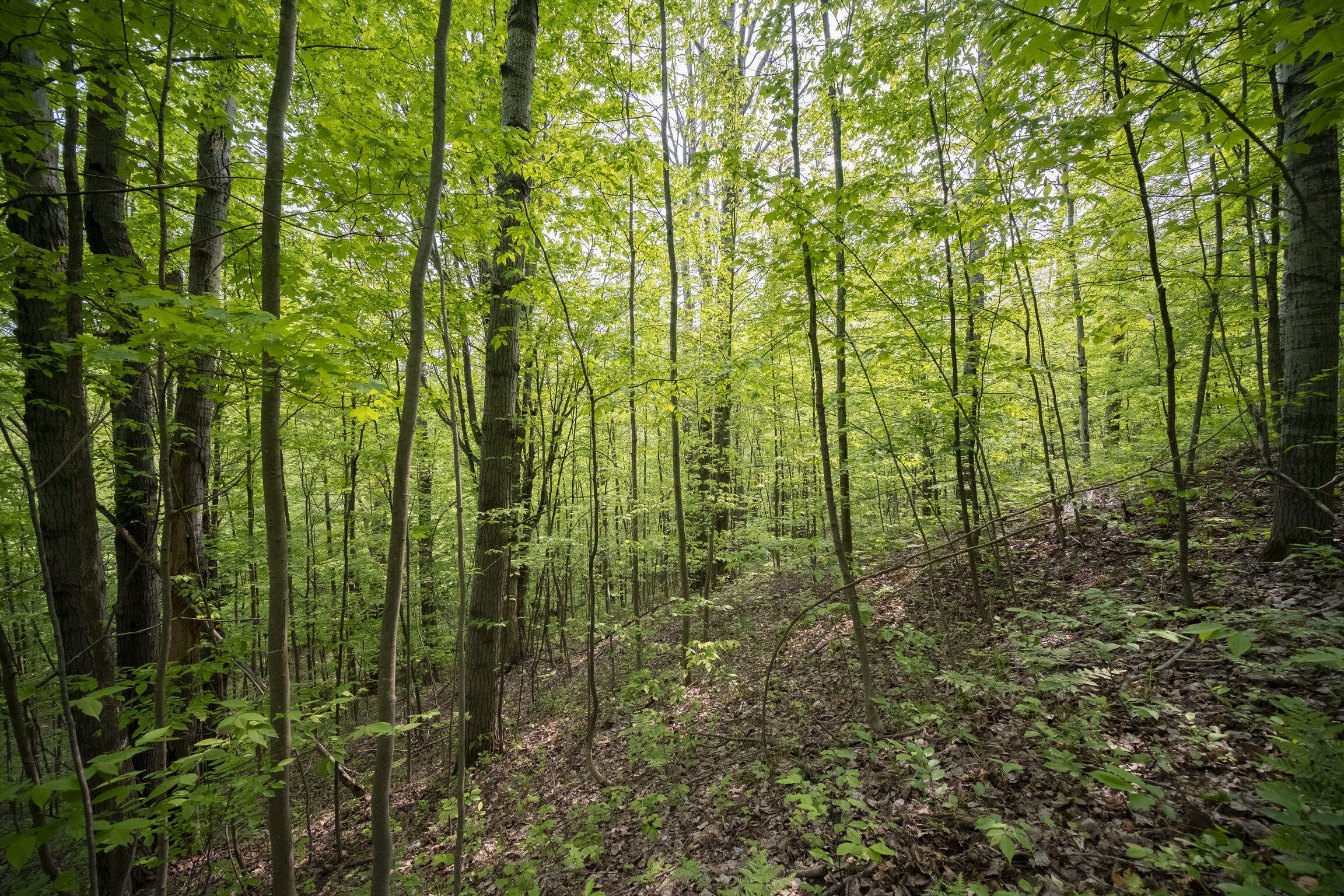 (5.70 Acres) Carter Creek Road