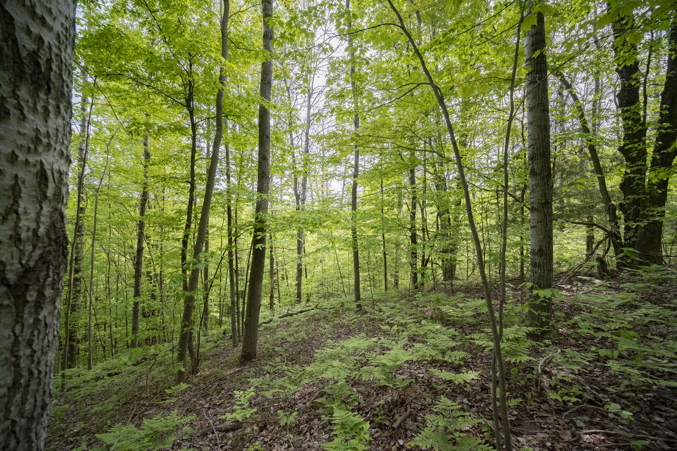 (5.70 Acres) Carter Creek Road