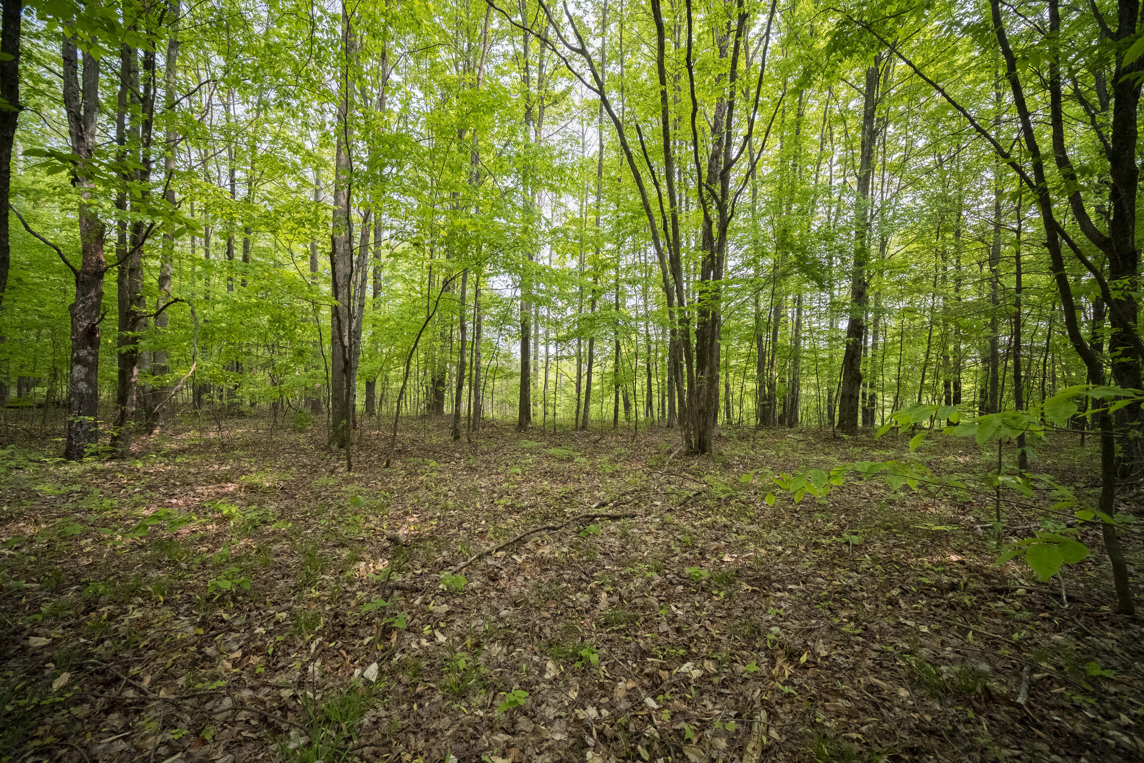 (5.70 Acres) Carter Creek Road