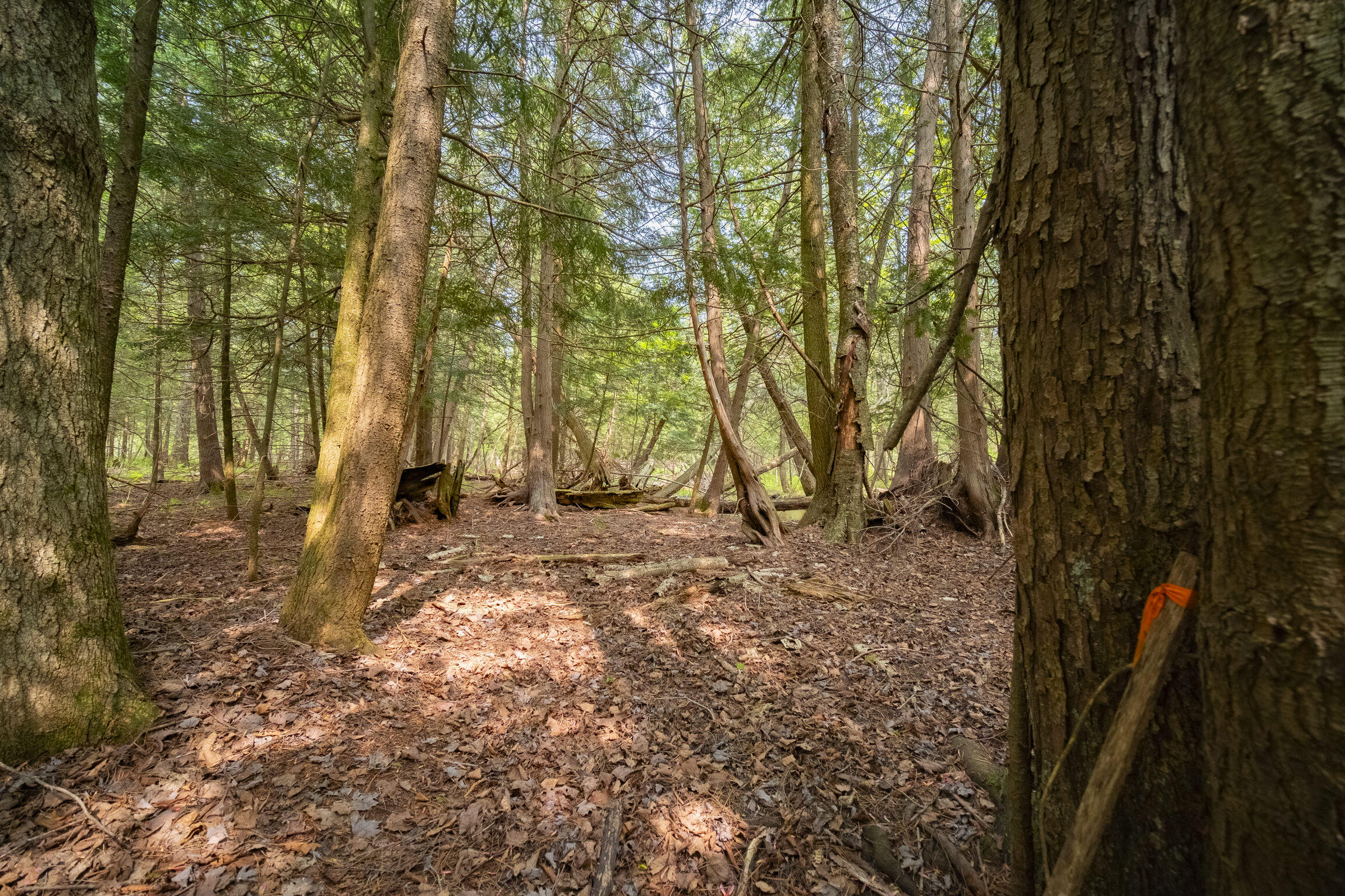 (5.70 Acres) Carter Creek Road