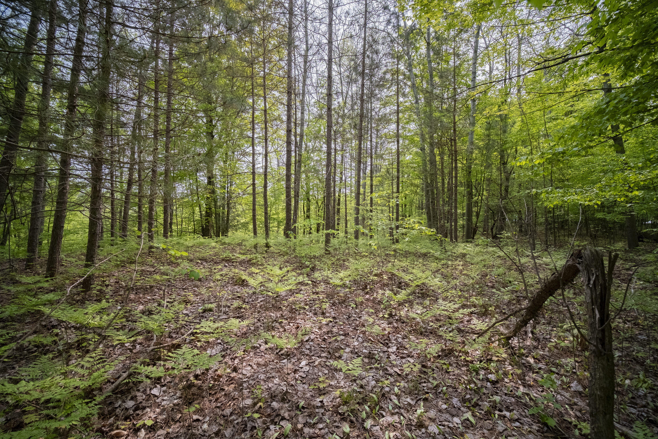 (5.70 Acres) Carter Creek Road