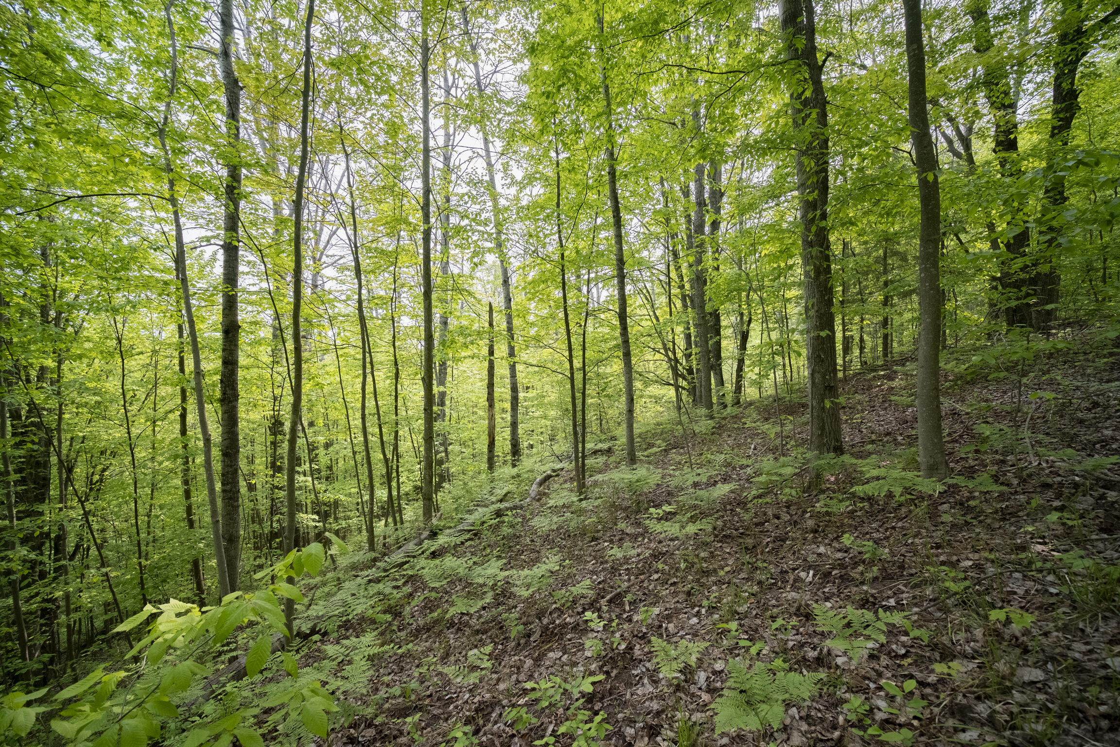 (5.70 Acres) Carter Creek Road