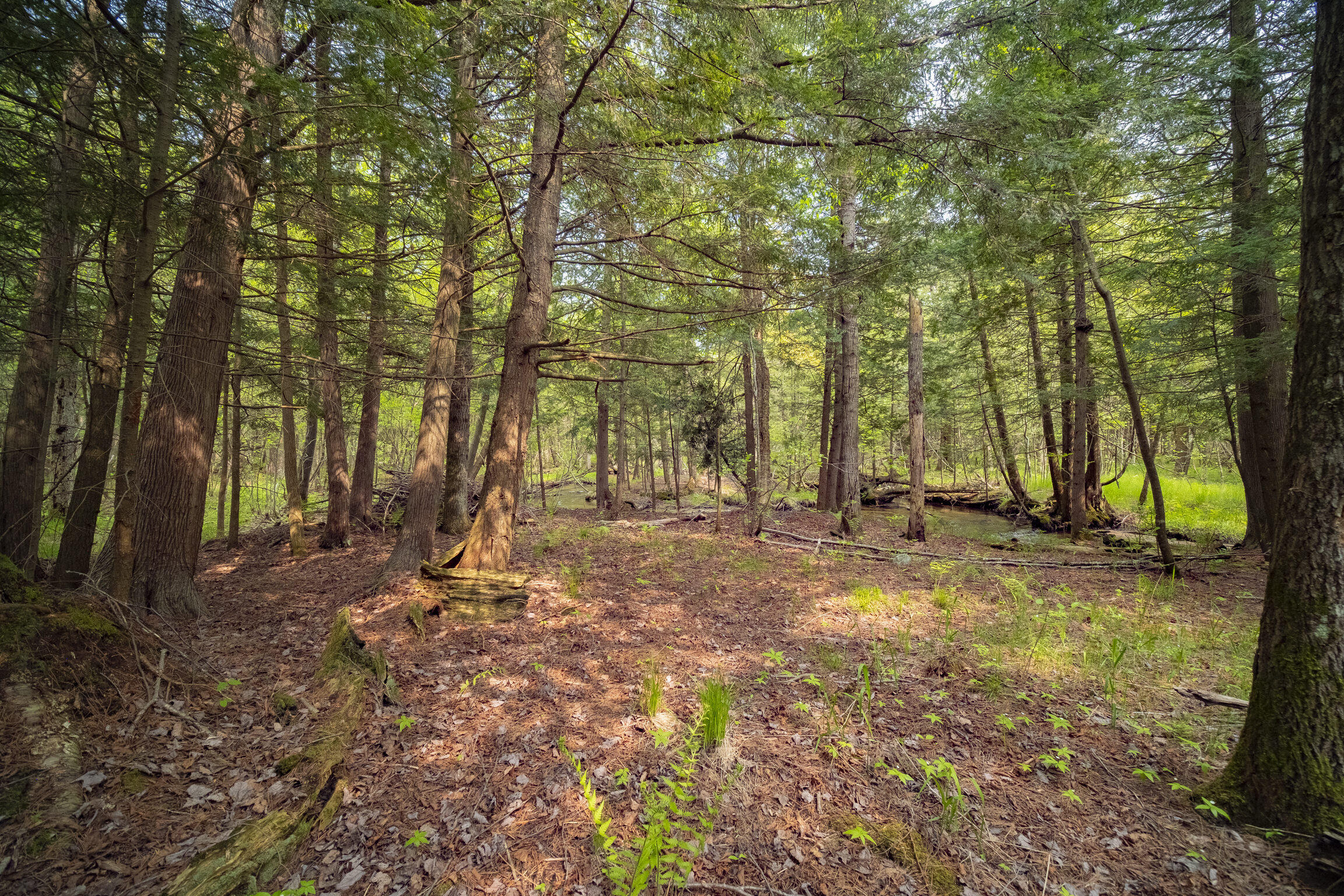 (5.70 Acres) Carter Creek Road