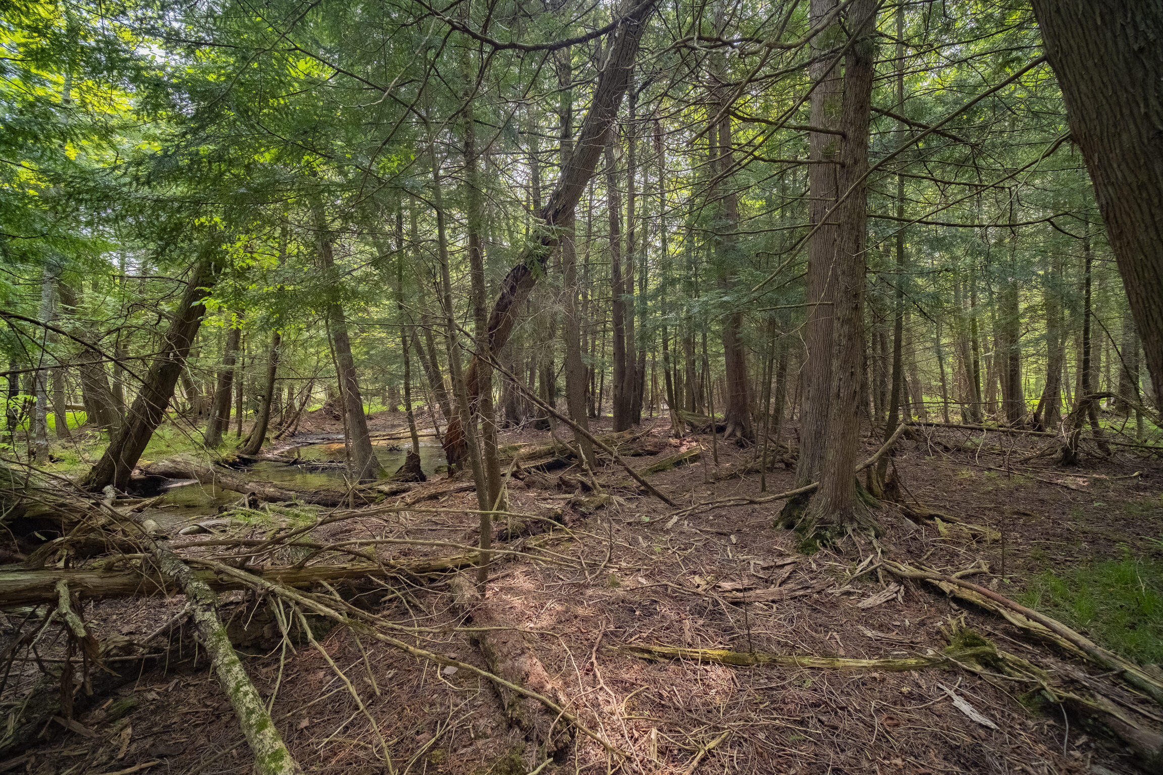 (5.70 Acres) Carter Creek Road