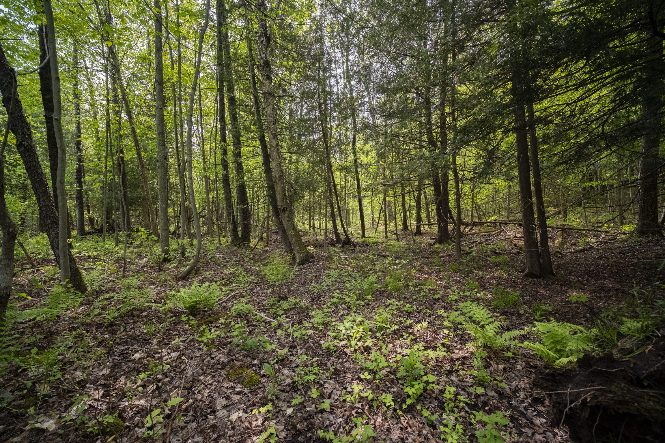 (5.70 Acres) Carter Creek Road