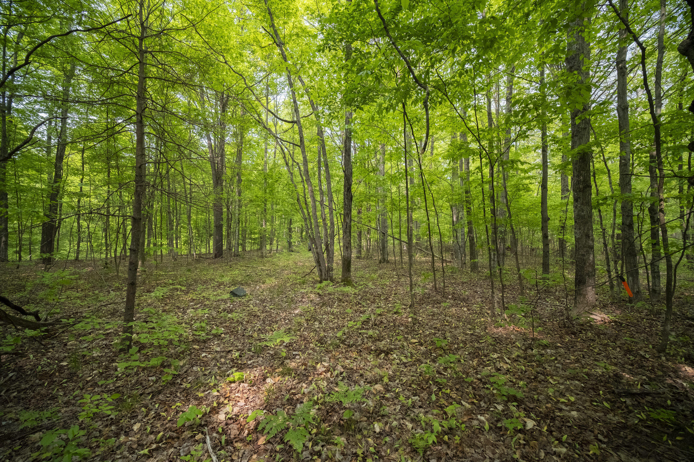 (5.70 Acres) Carter Creek Road