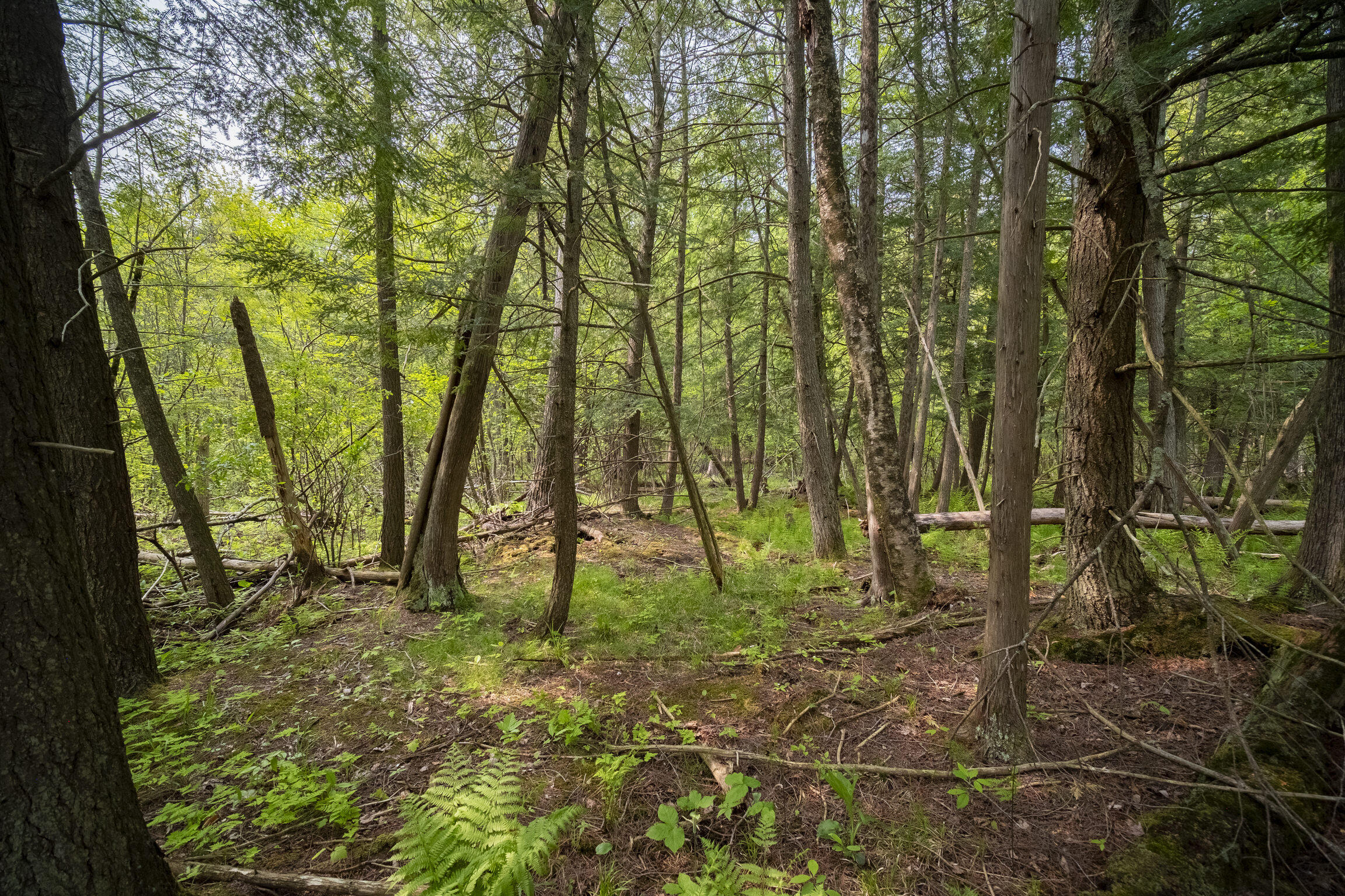 (5.70 Acres) Carter Creek Road