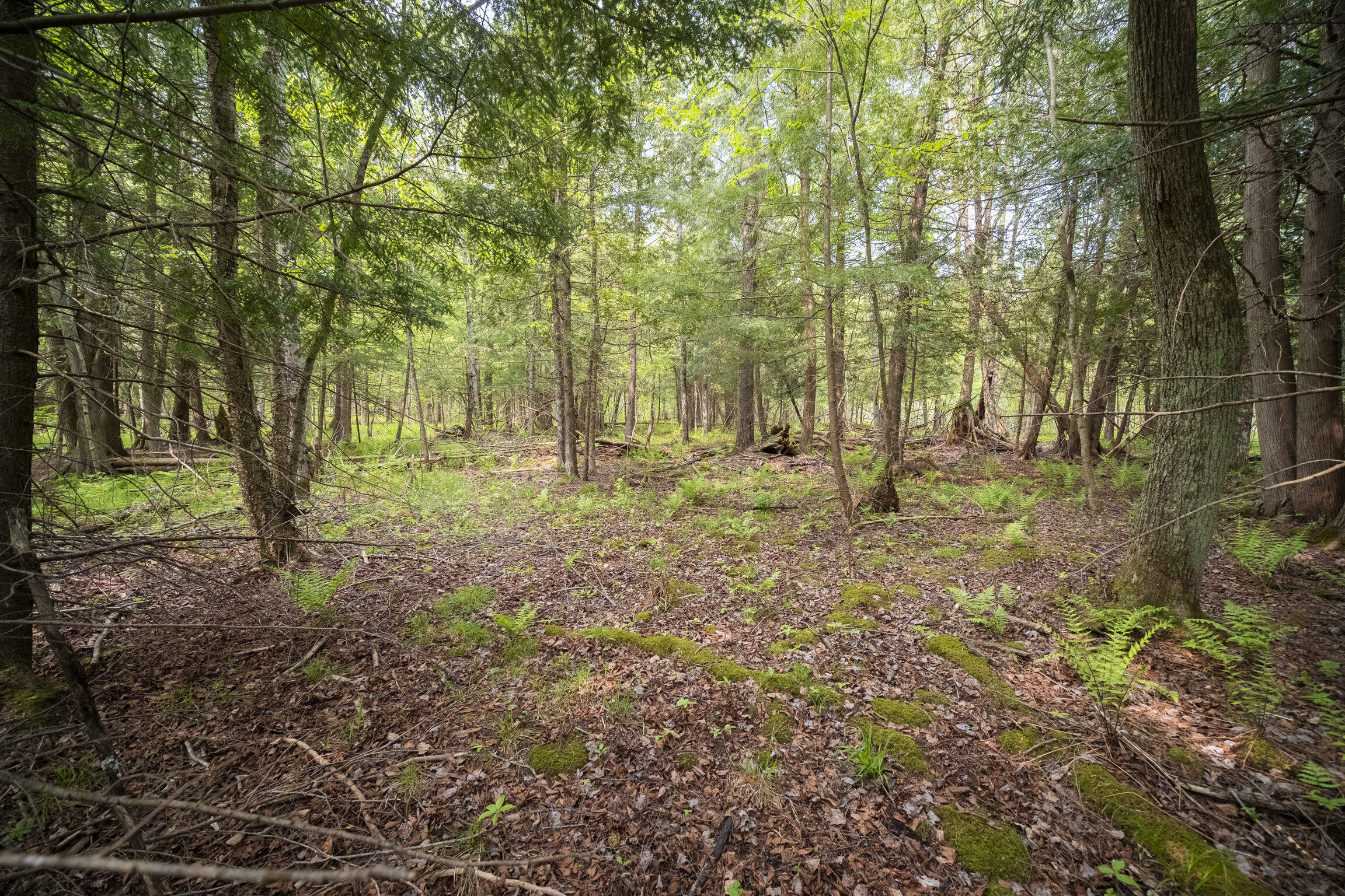 (5.70 Acres) Carter Creek Road