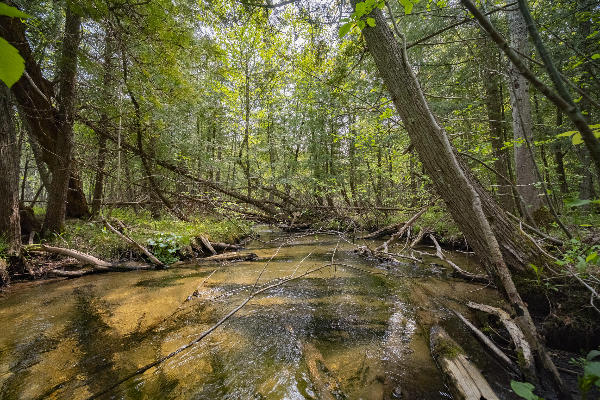 (5.70 Acres) Carter Creek Road