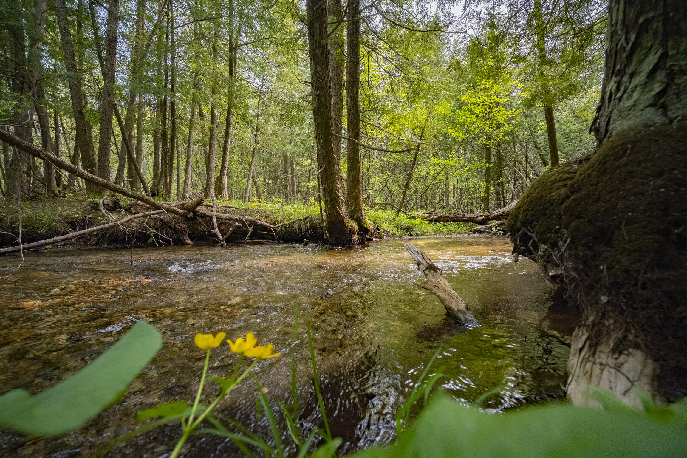 (5.70 Acres) Carter Creek Road