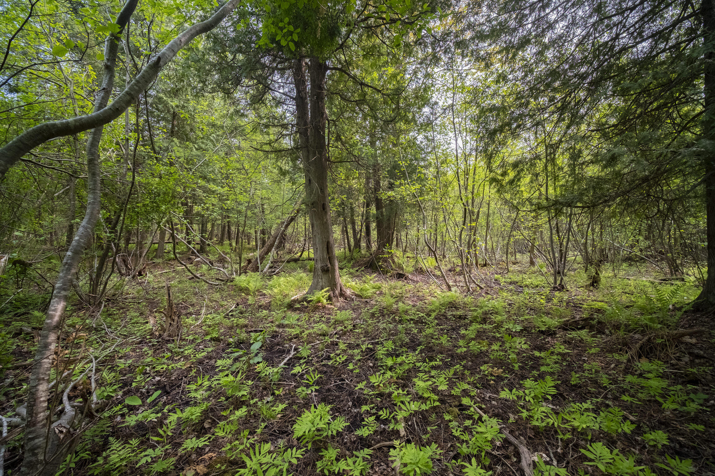 (5.70 Acres) Carter Creek Road