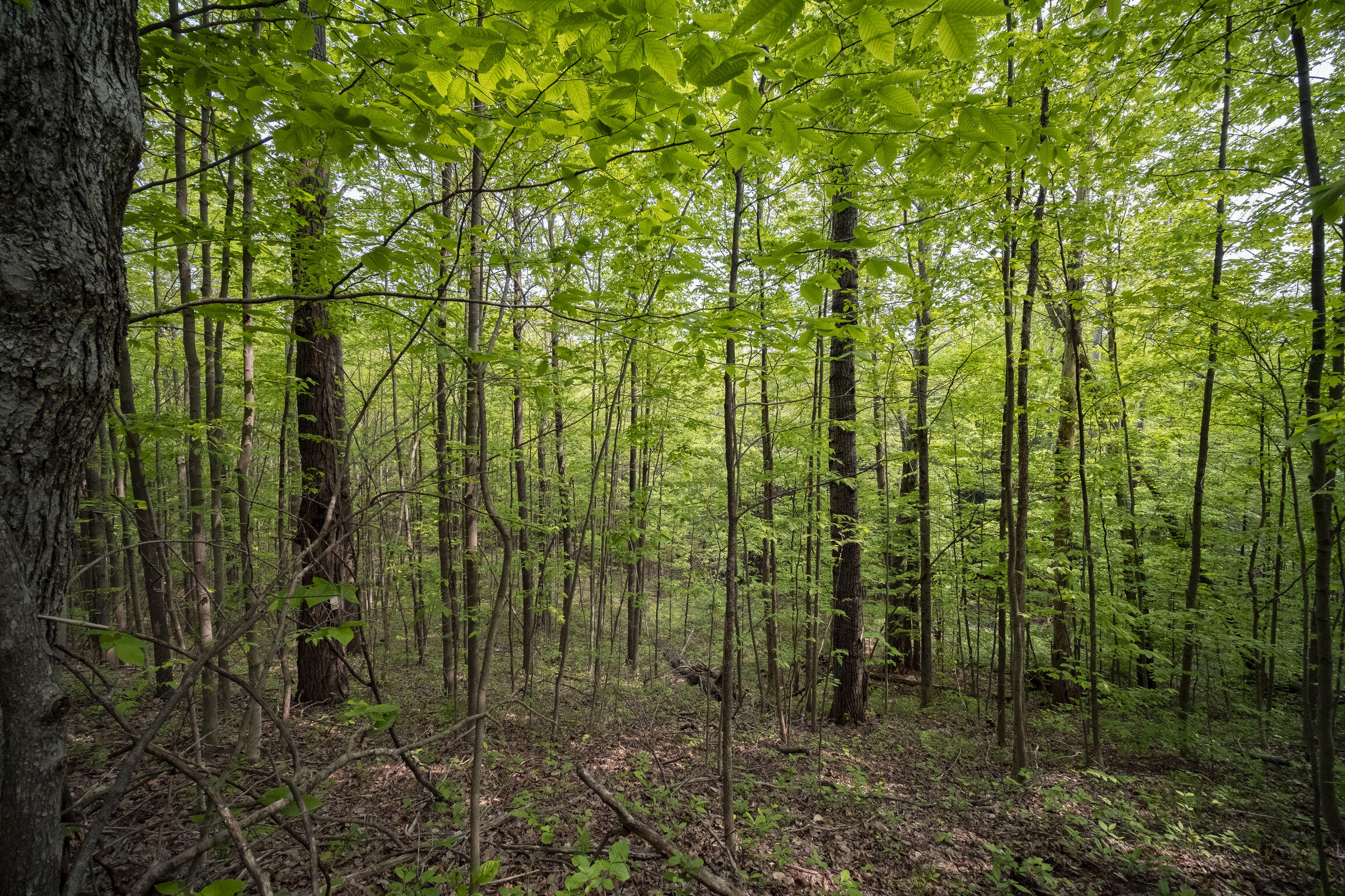 (5.70 Acres) Carter Creek Road