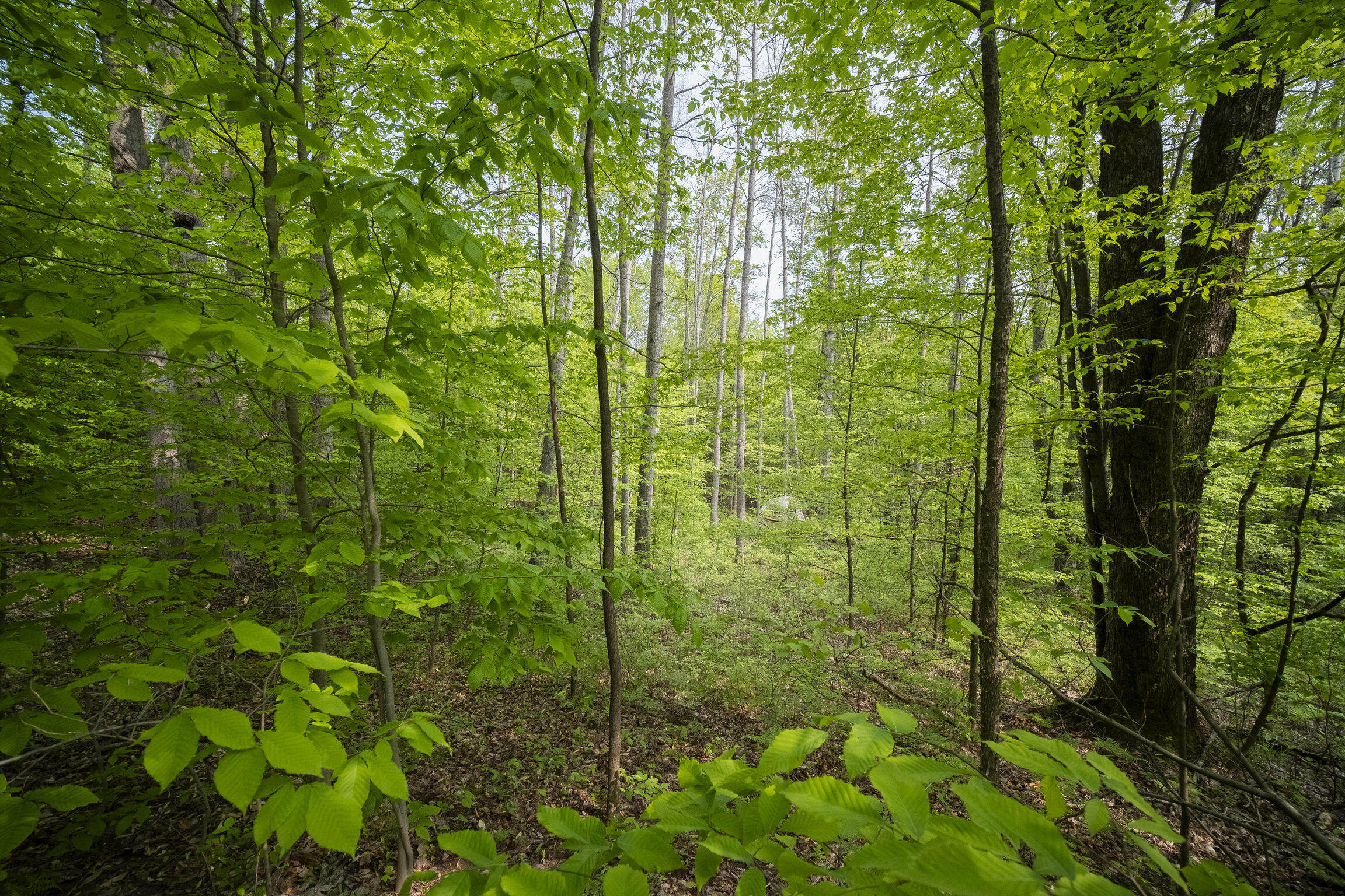 (5.70 Acres) Carter Creek Road