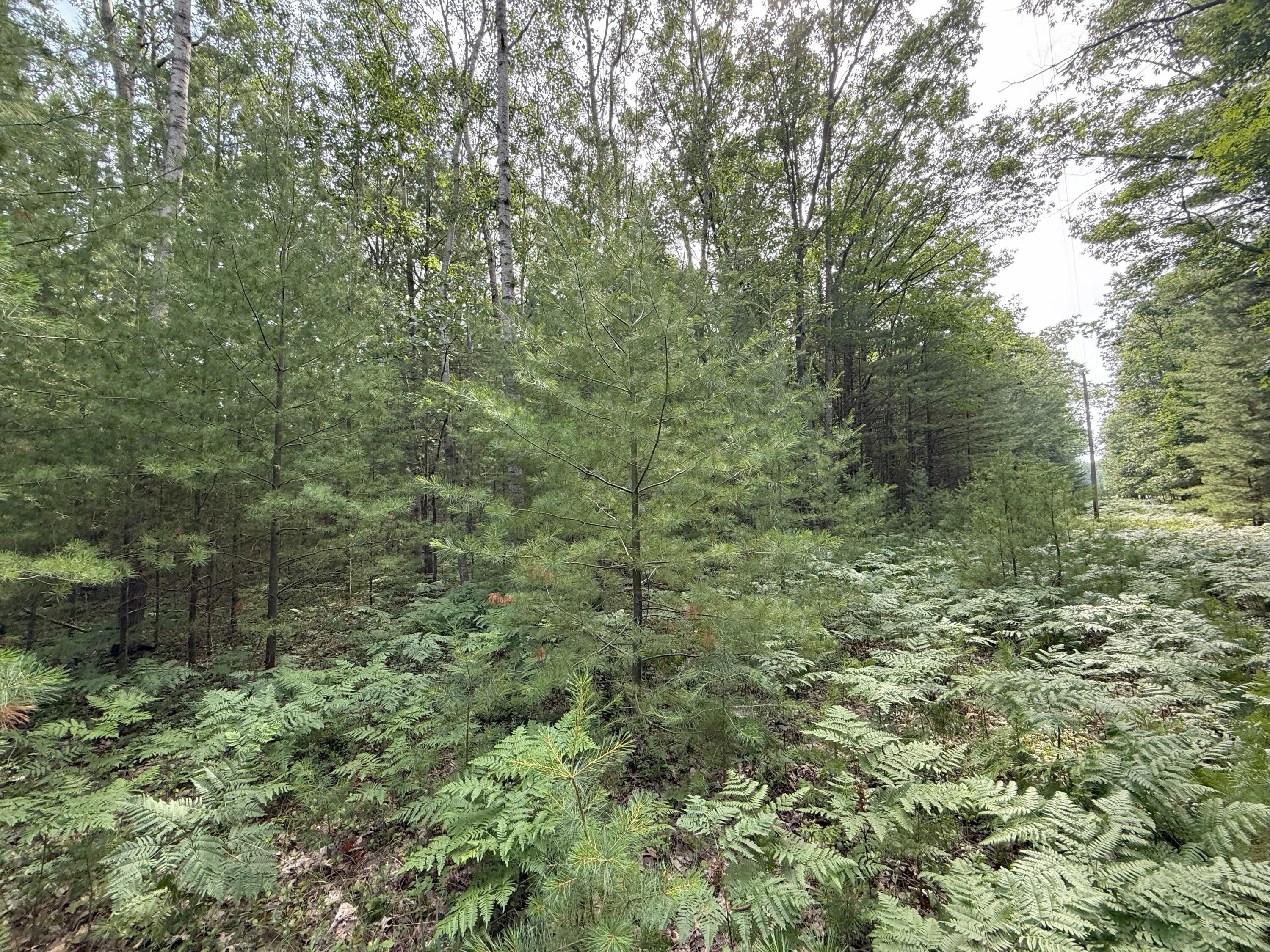 V/L Critter Trail Parcel B