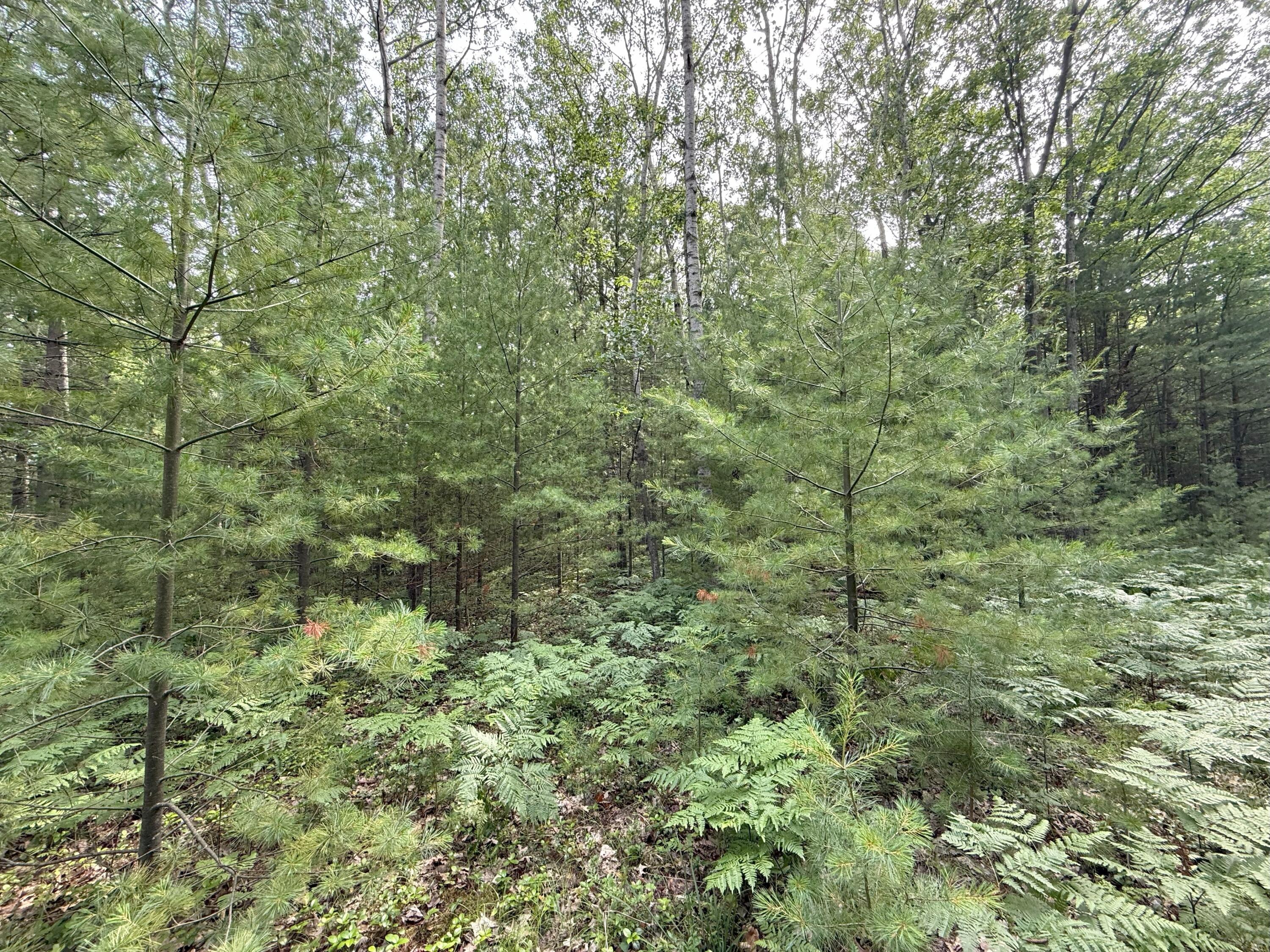 V/L Critter Trail Parcel B