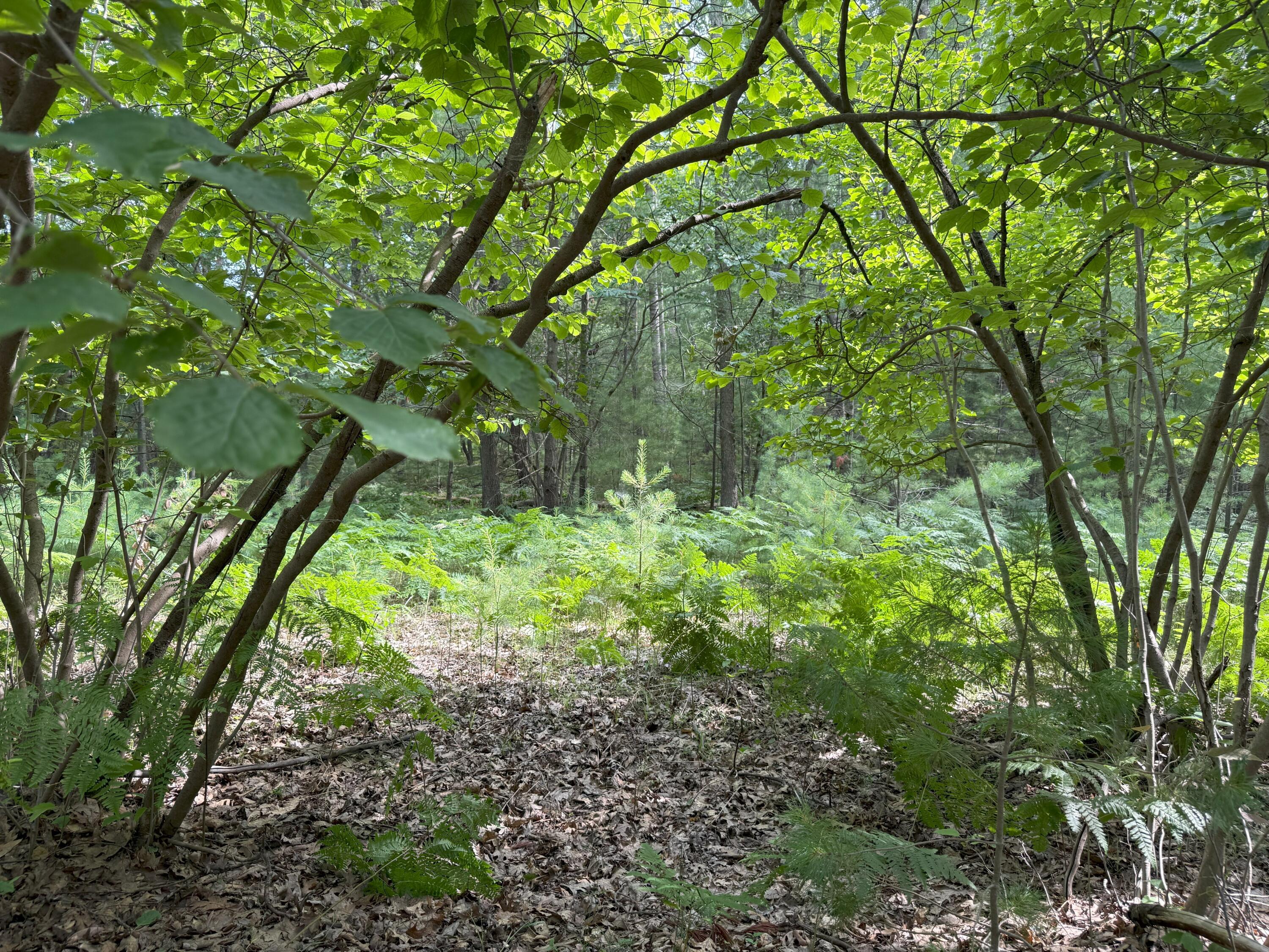 V/L Critter Trail Parcel B