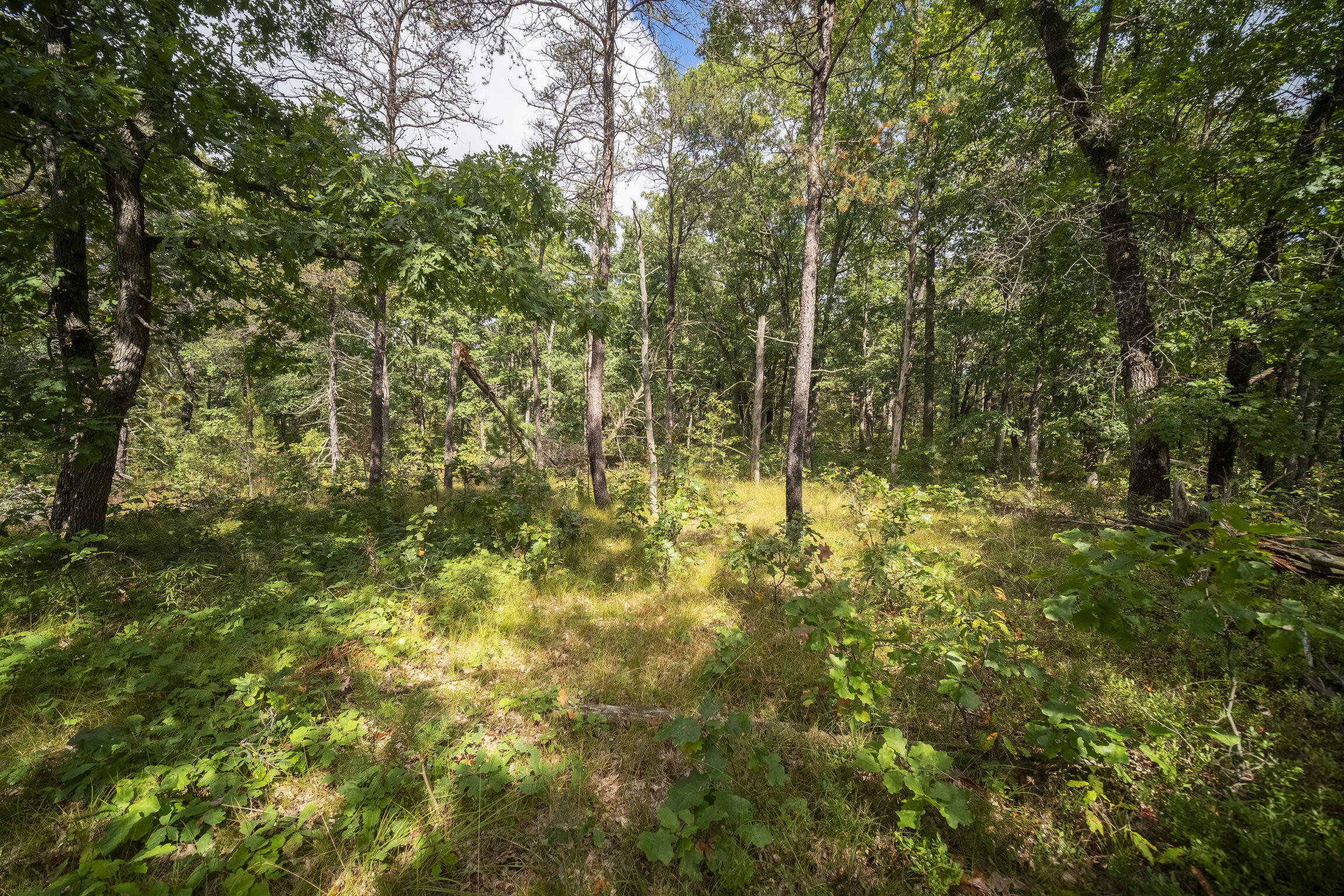 (10 Acres) Rybicki Road