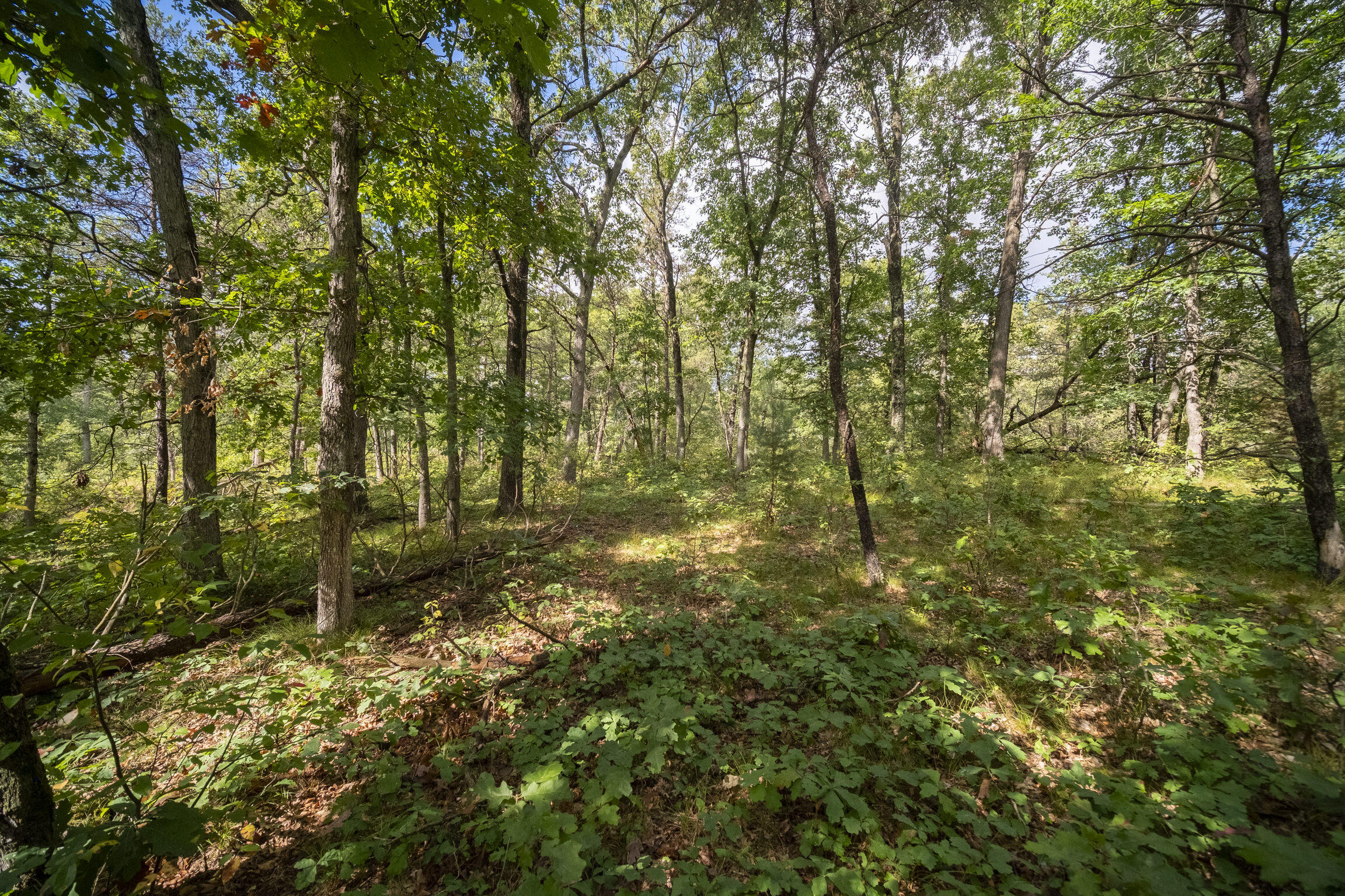(10 Acres) Rybicki Road
