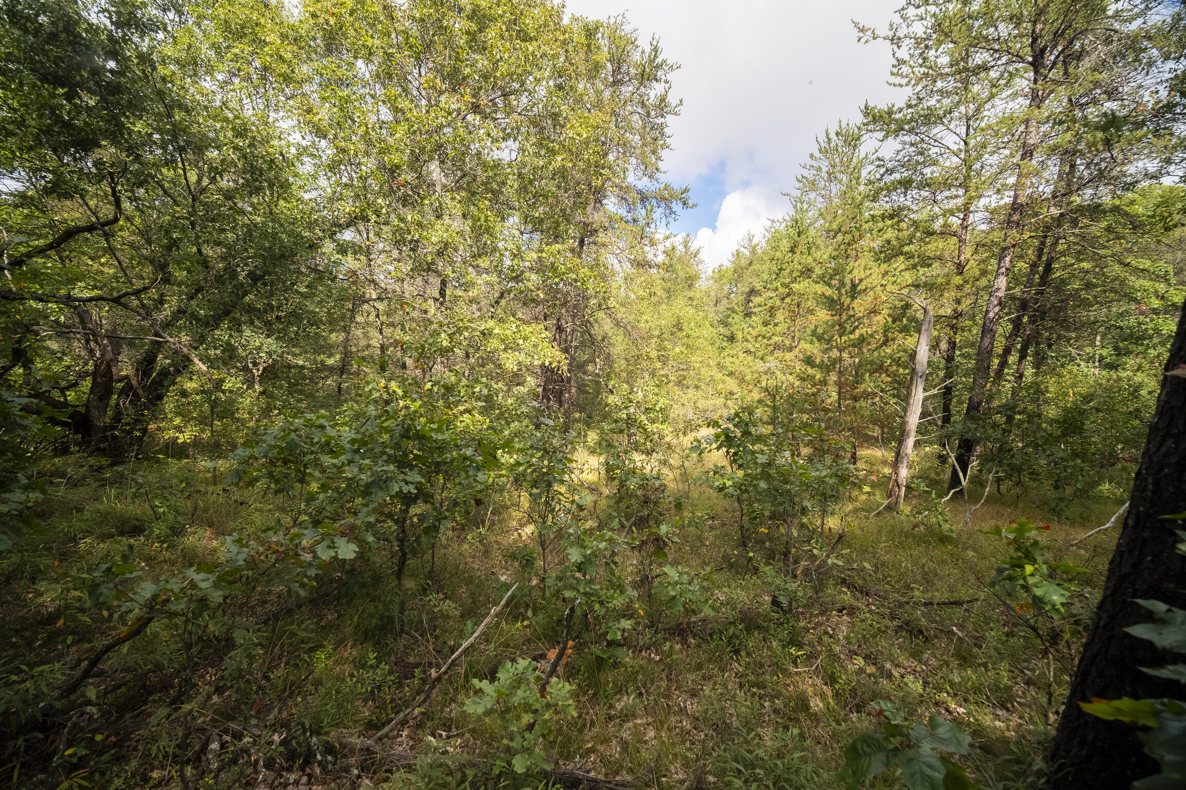 (10 Acres) Rybicki Road