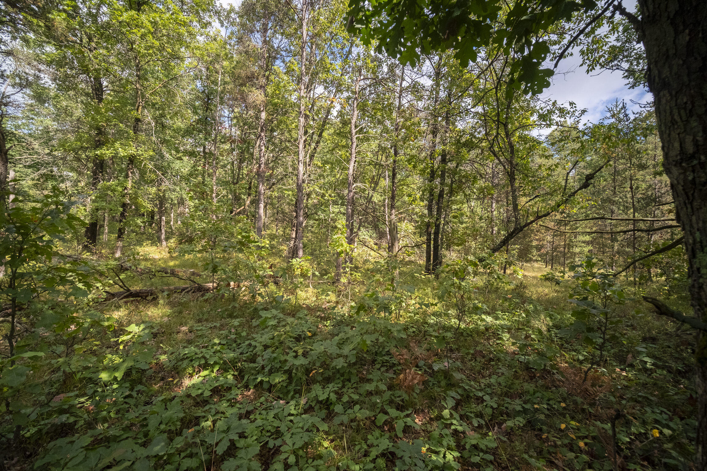 (10 Acres) Rybicki Road