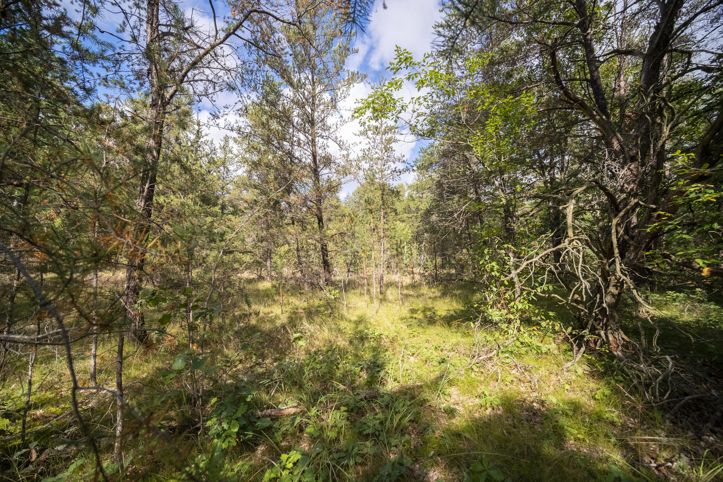 (10 Acres) Rybicki Road